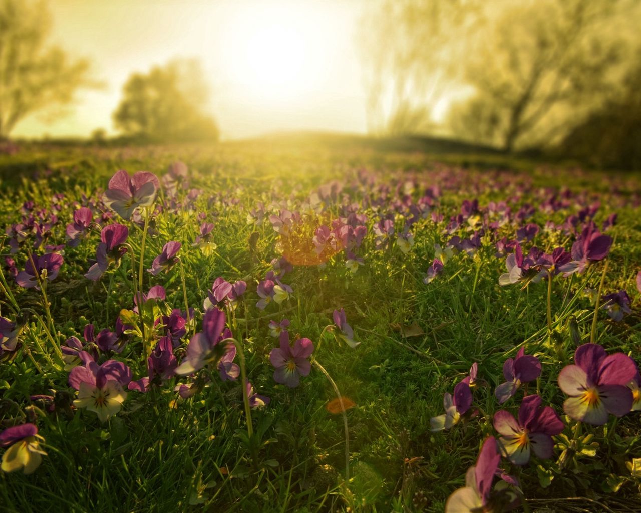 Download wallpaper 1280x1024 flowers, meadow, lilac, sun, beams, morning standard 5:4 HD background