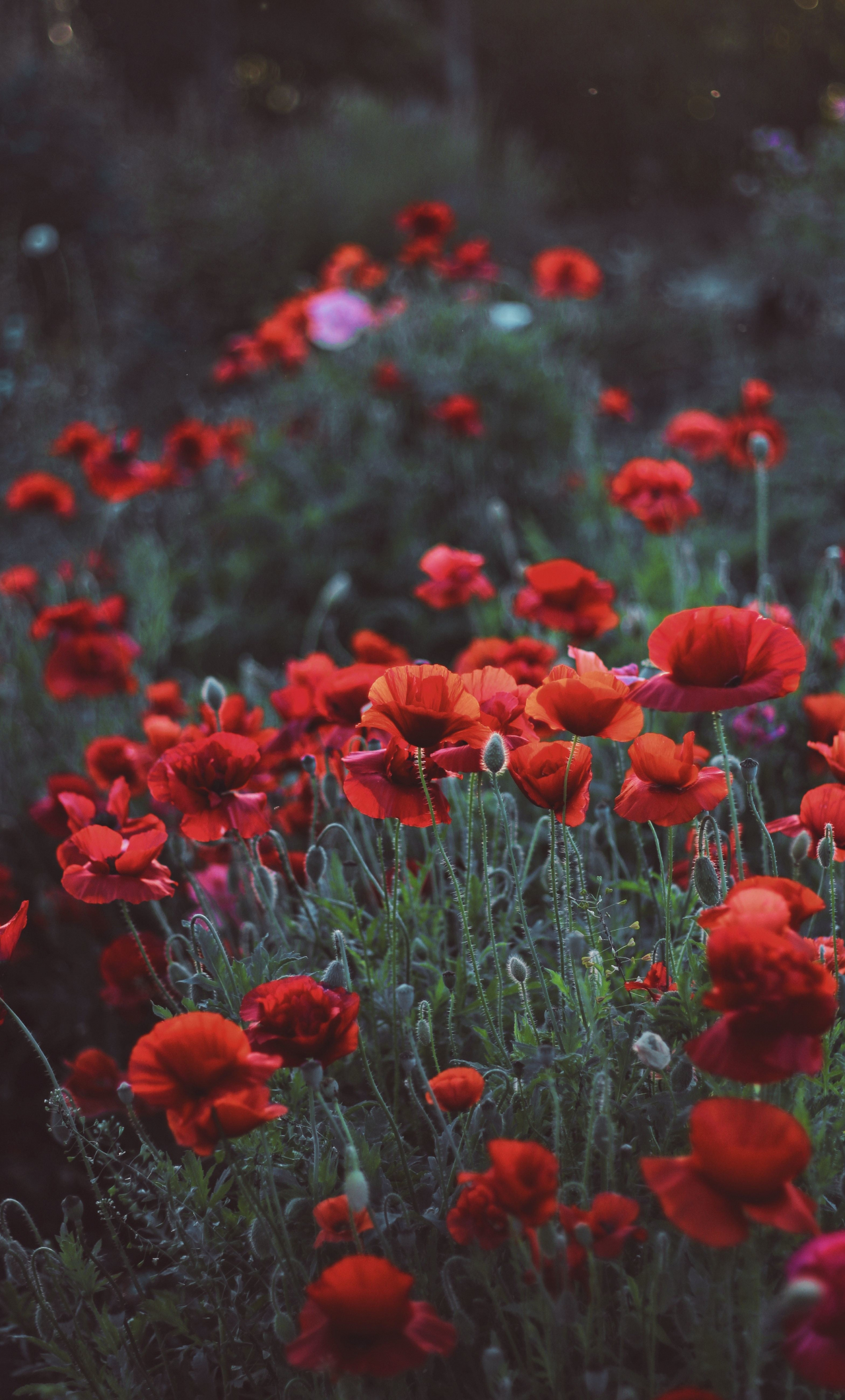 Download poppies, flower field, meadow, spring 1280x2120 wallpaper, iphone 6 plus, 1280x2120 HD image, background, 6701