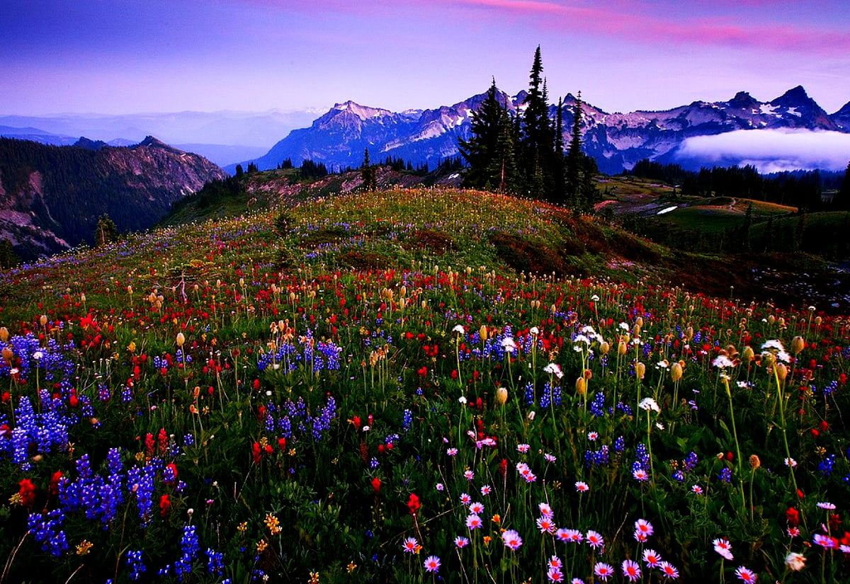 Cool wallpaper Flowers, Meadow, Nature. FREE Download background