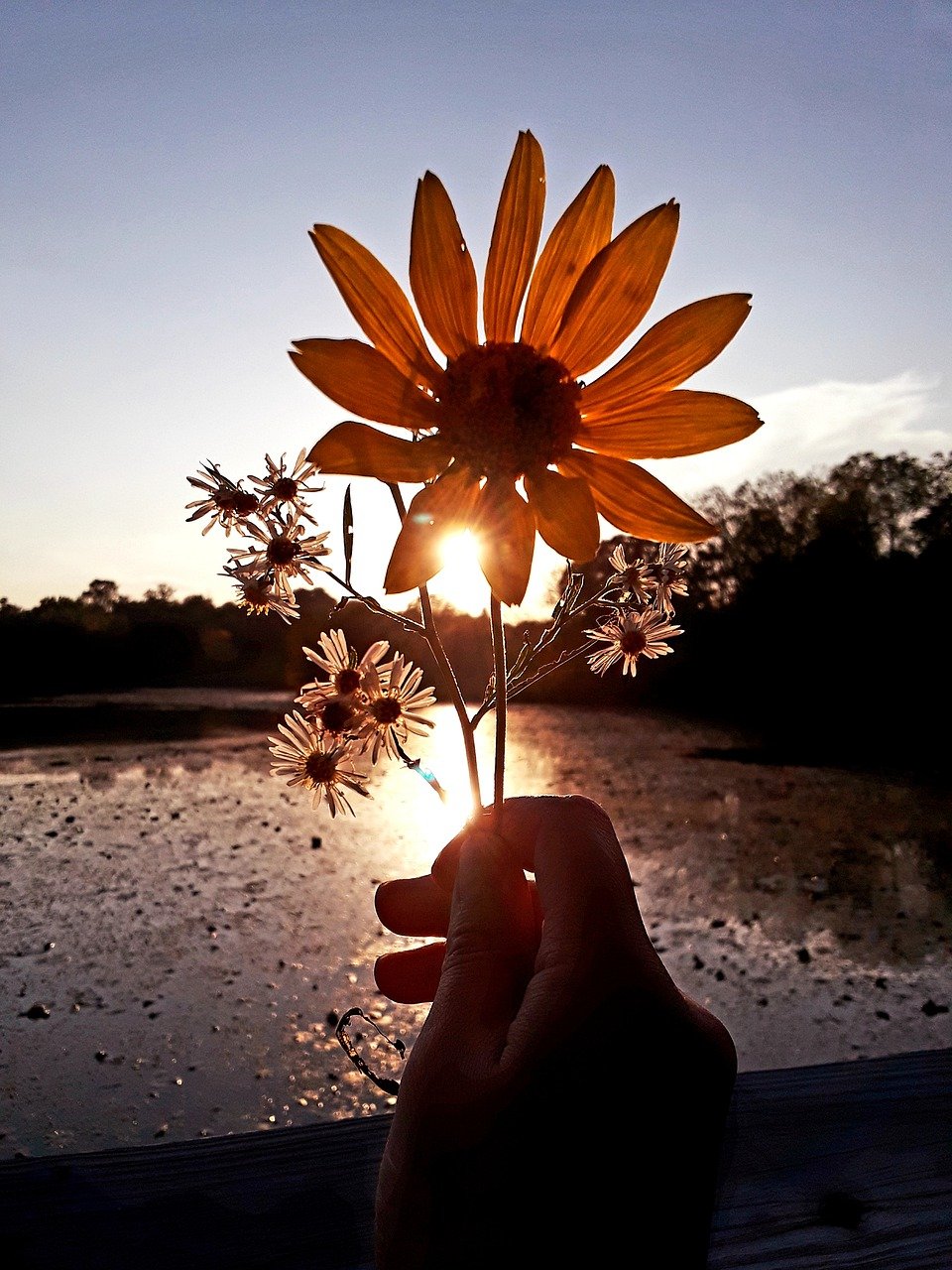 Sunflower Sunset Wallpaper