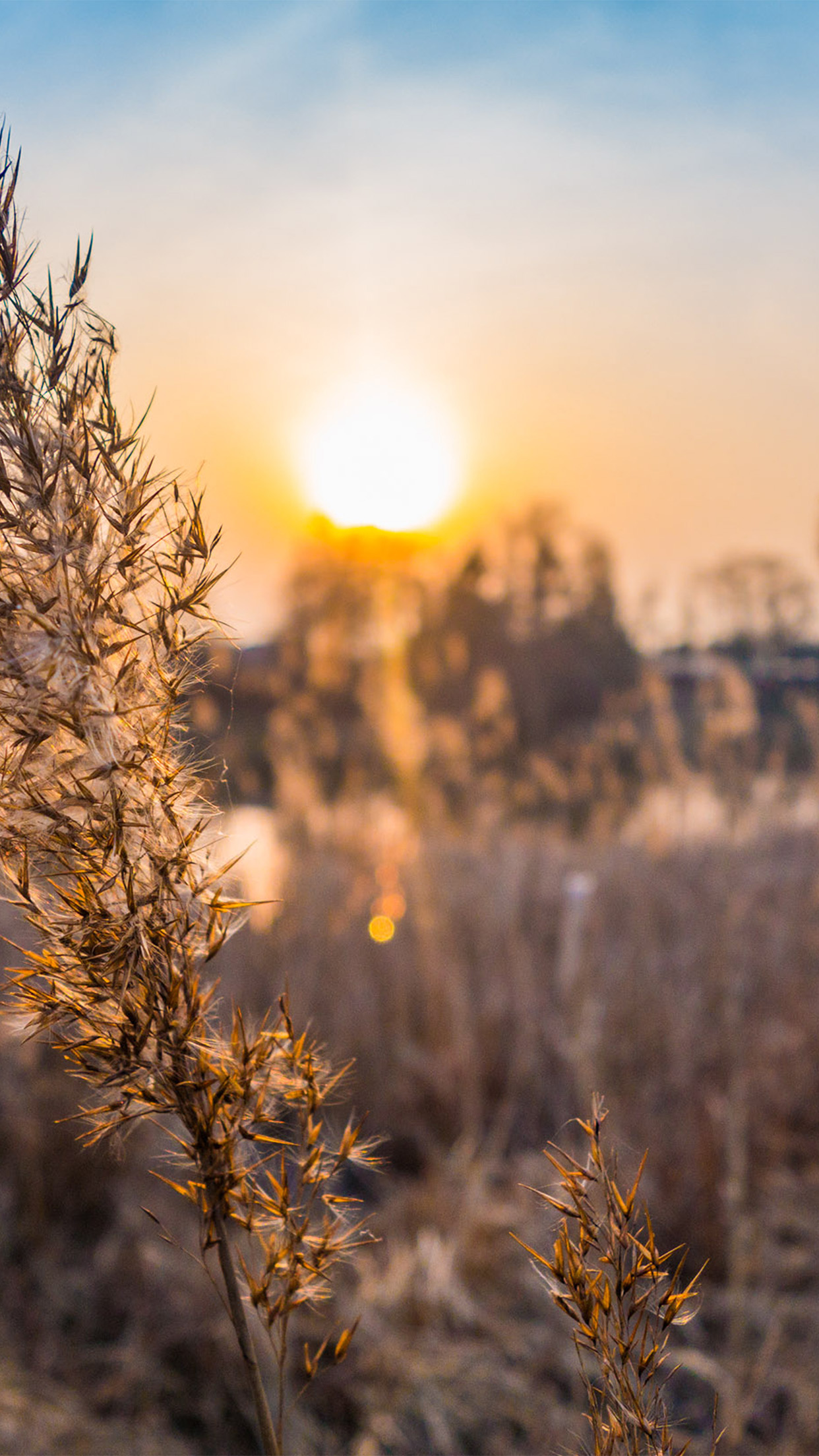 Fall Weather Flower Nature Sunset Wallpaper