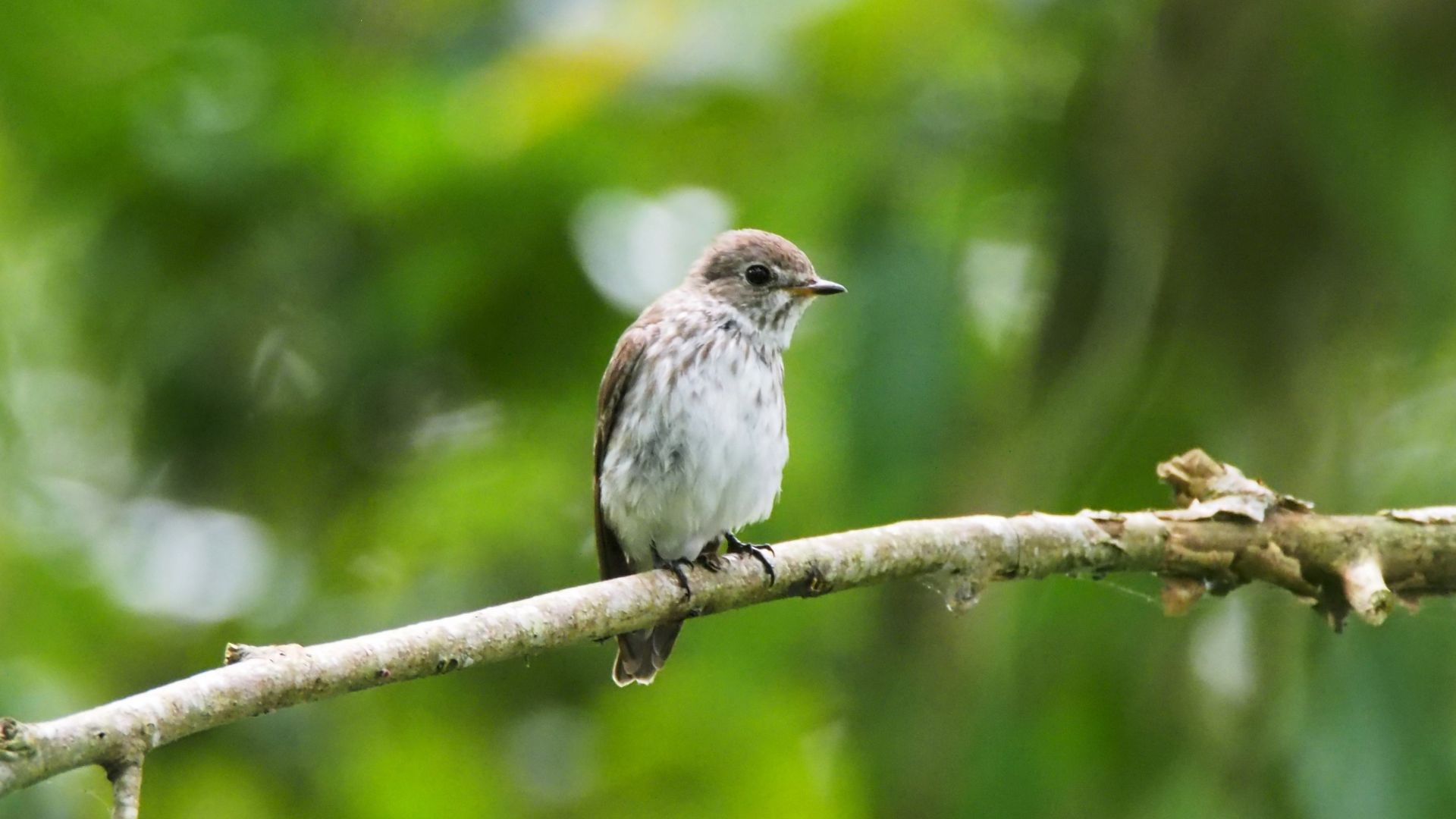 Small Birds Wallpapers - Wallpaper Cave