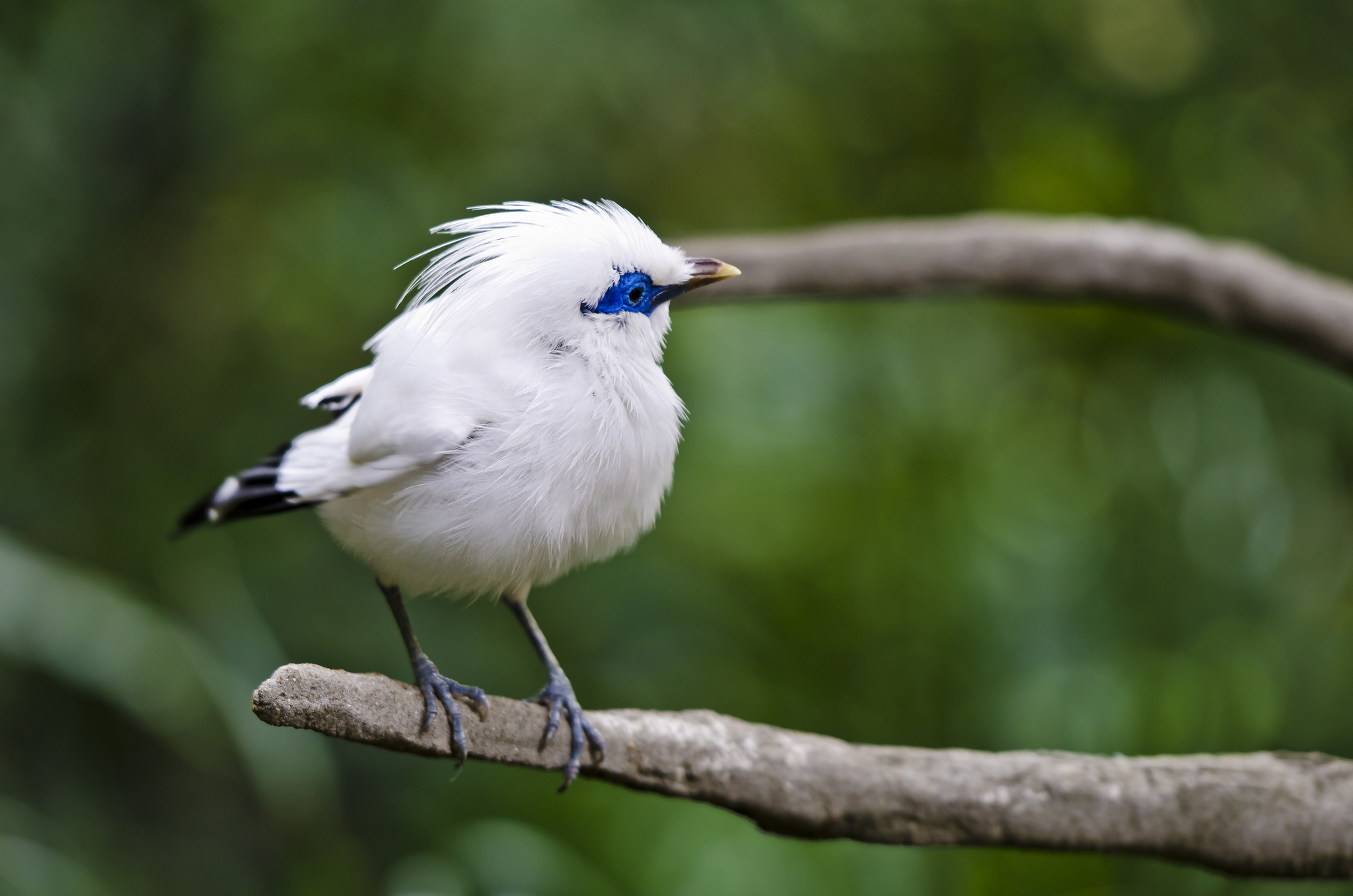 cute white birds images