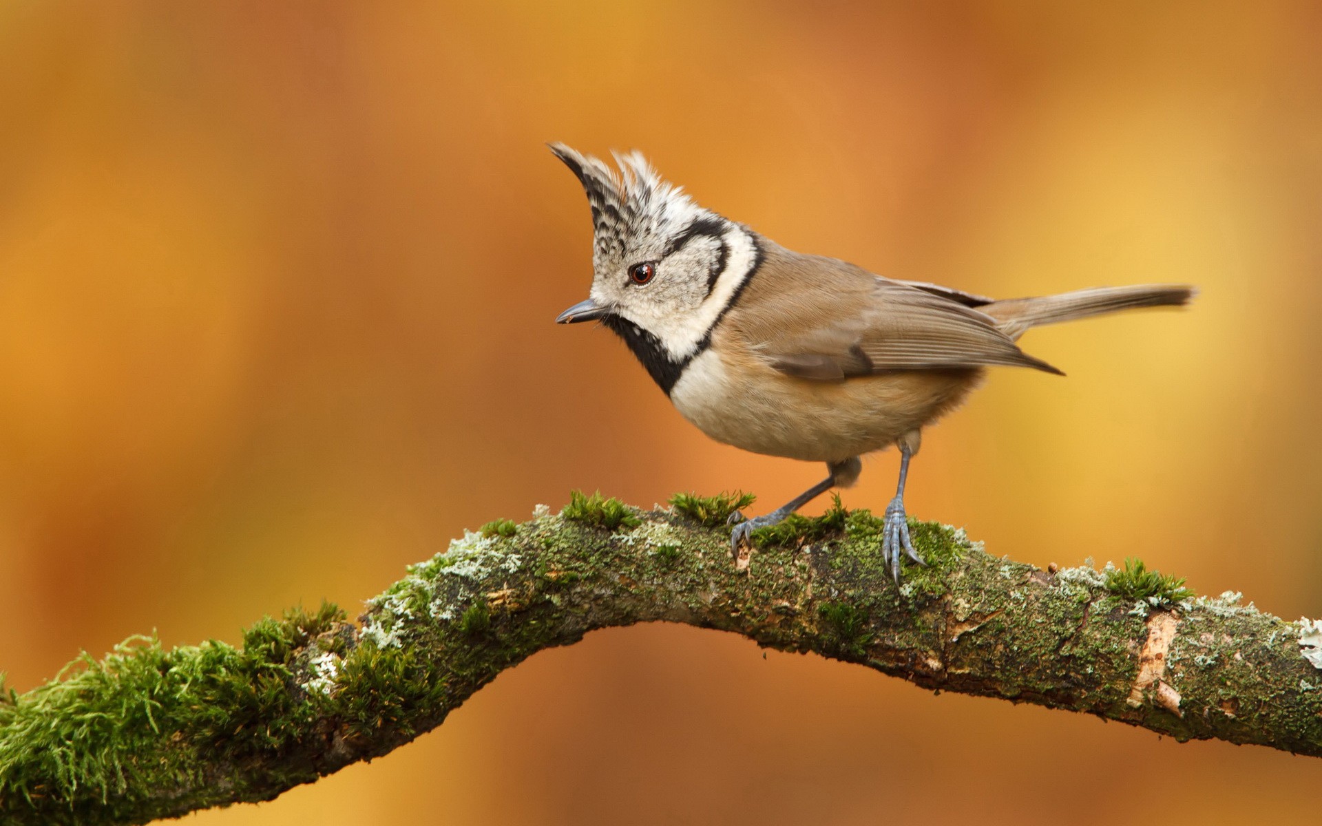 Small Bird With Head Feathers