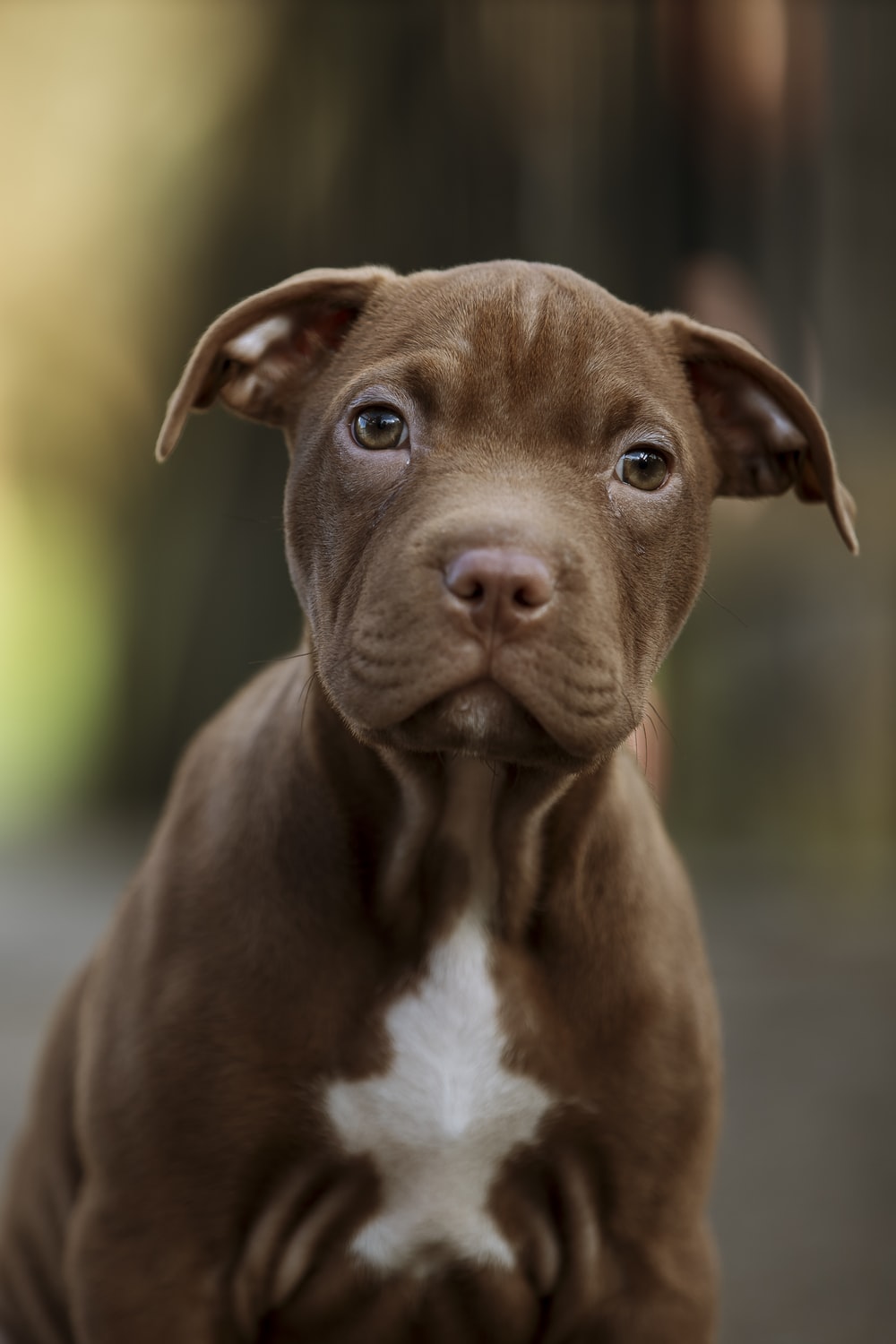 Cute Pitbulls Wallpapers - Wallpaper Cave