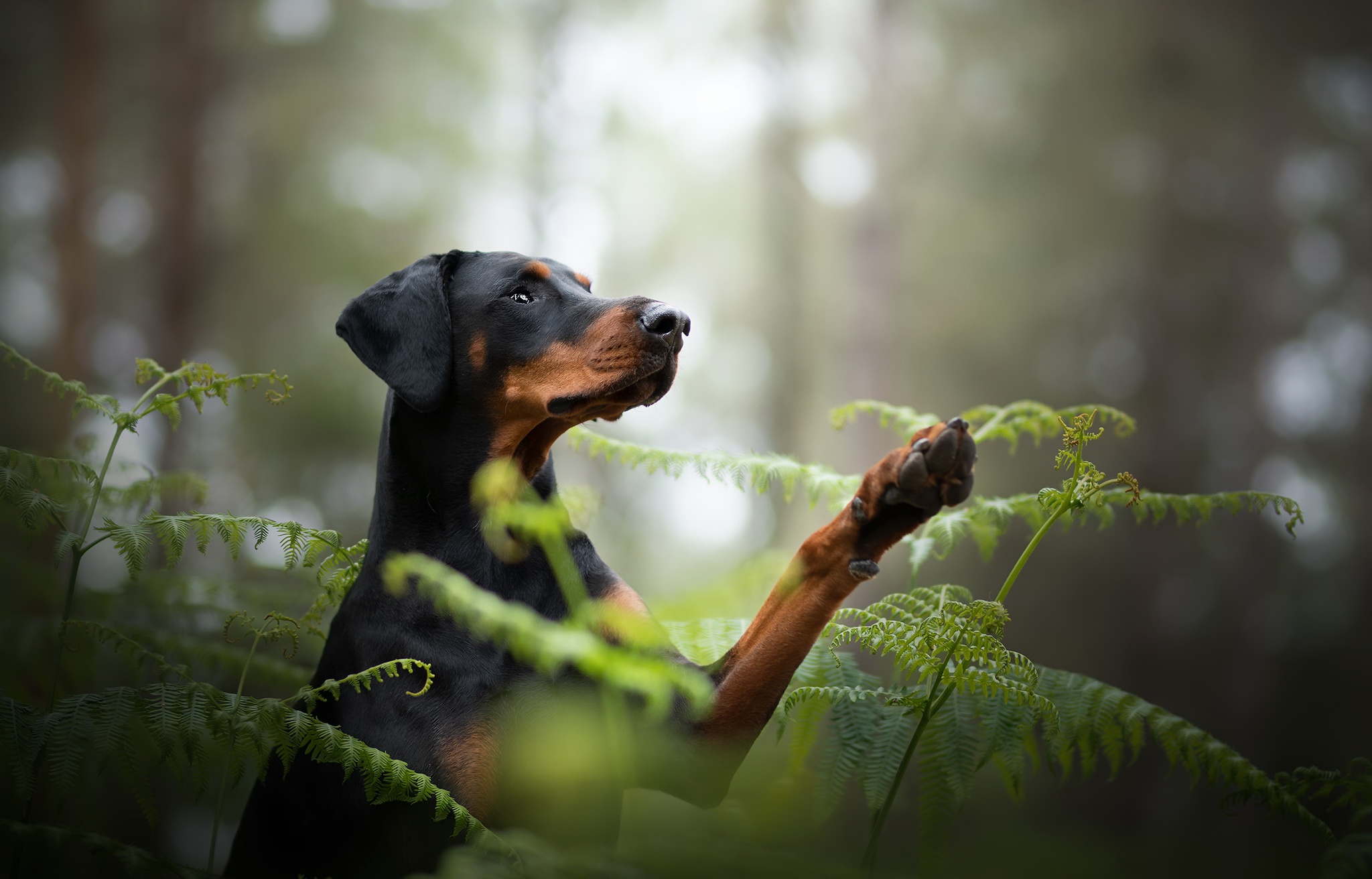 Doberman Pinscher HD Wallpaper