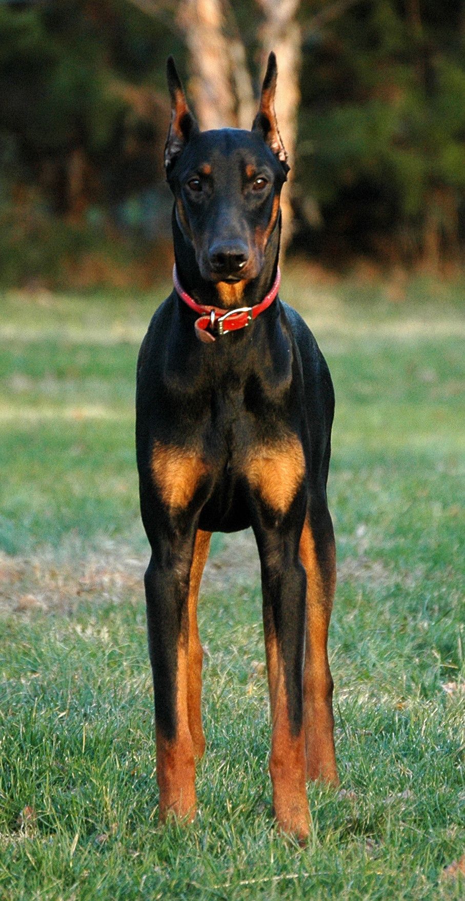 Doberman Wallpaper