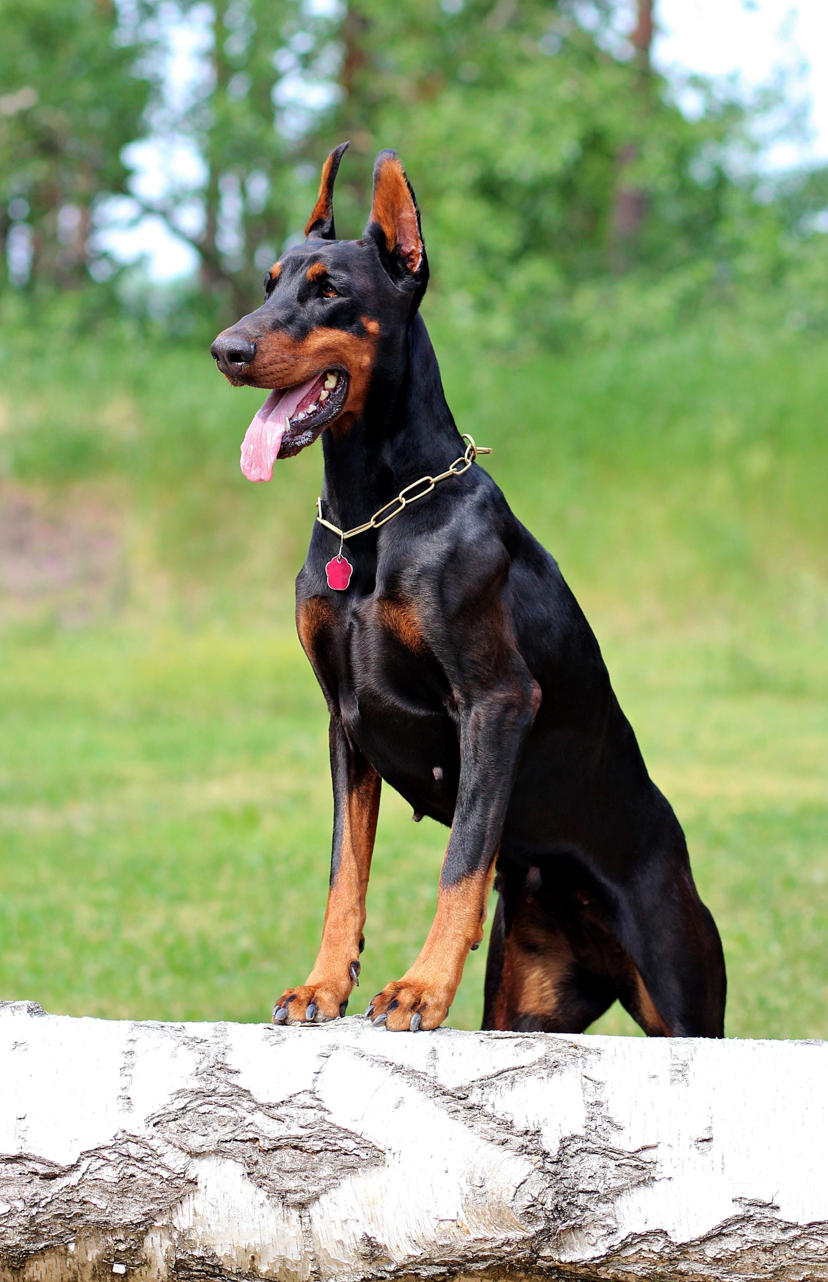 Wallpaper Doberman, Dog, Beauty, Nature, One Animal, Pets • Wallpaper For You