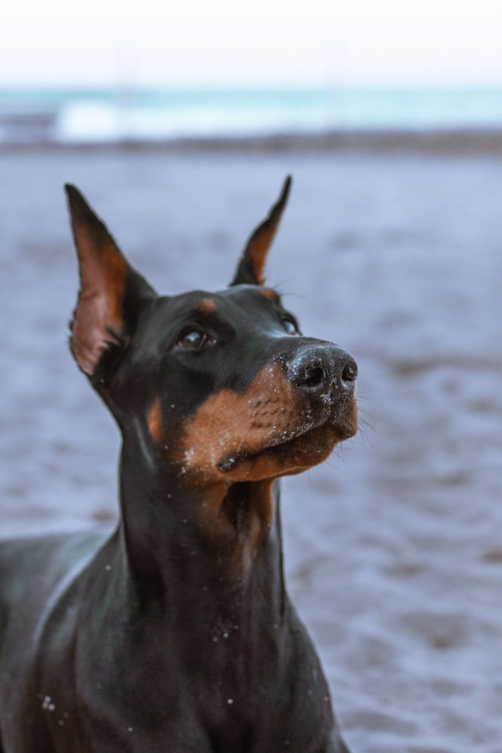 30,Doberman Picture. Download Free Image