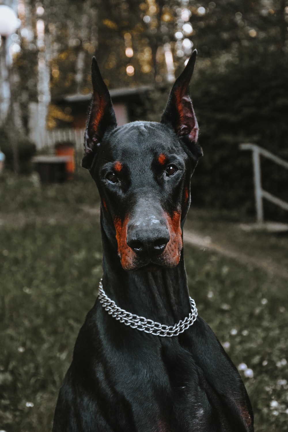 Close Up Photography Of Adult Doberman Pinscher Photo