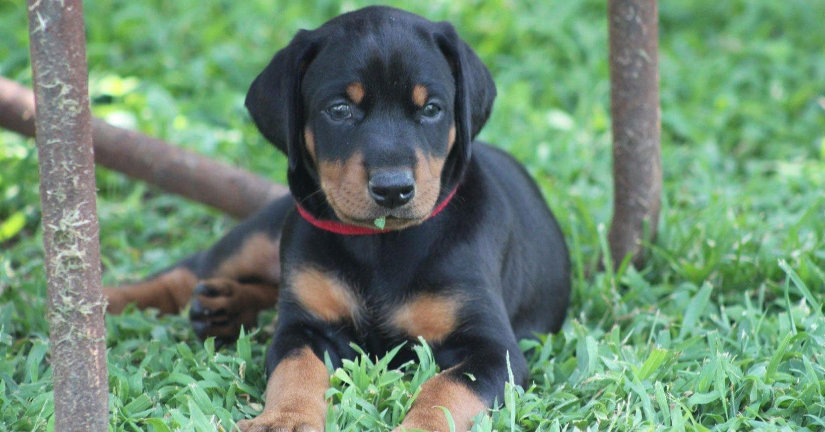 Cute Doberman Pics. Gallery of Doberman Pinscher Puppies