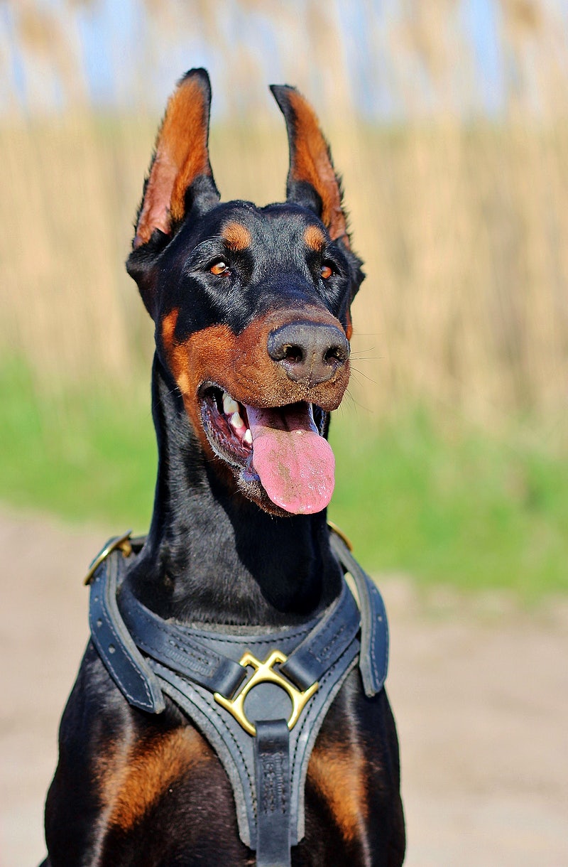 Doberman Image Wallpaper