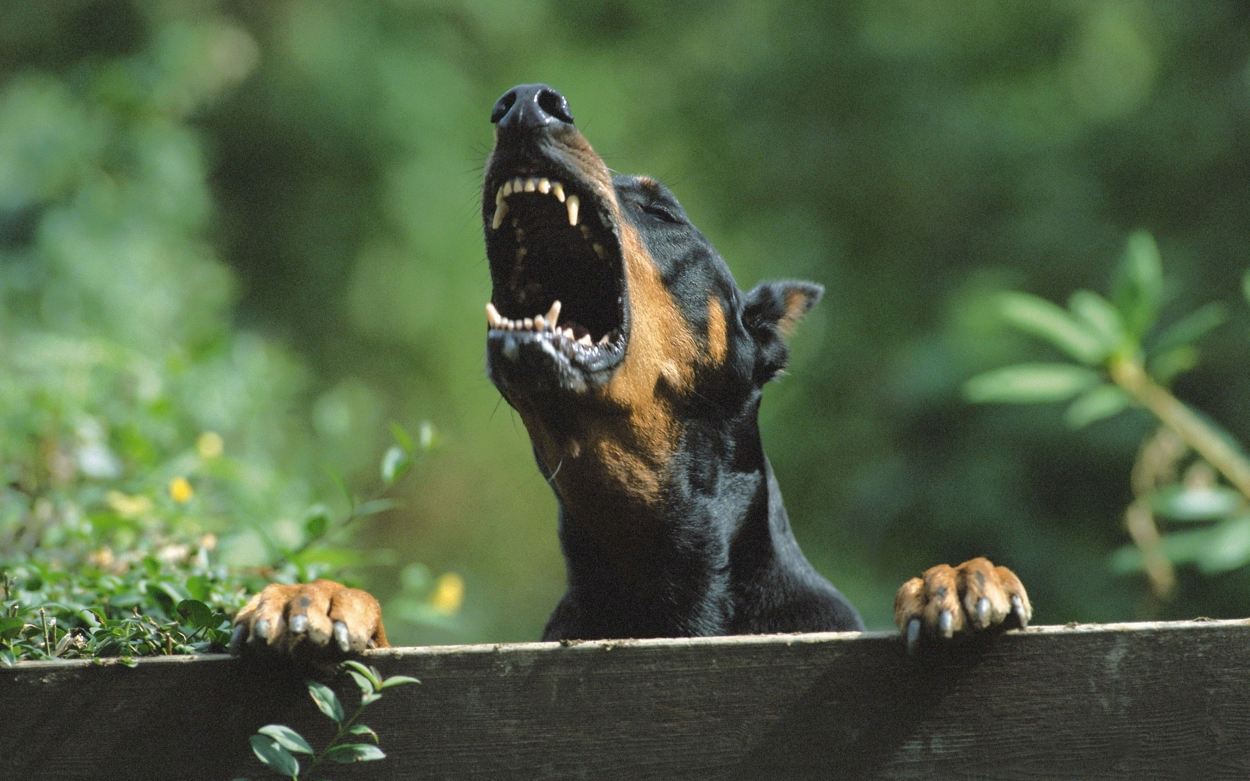Wallpaper Angry Doberman Pinscher Dog