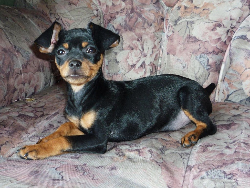 Doberman Pinscher puppy photo. Doberman pinscher puppy, Doberman pinscher dog, Puppy dog image