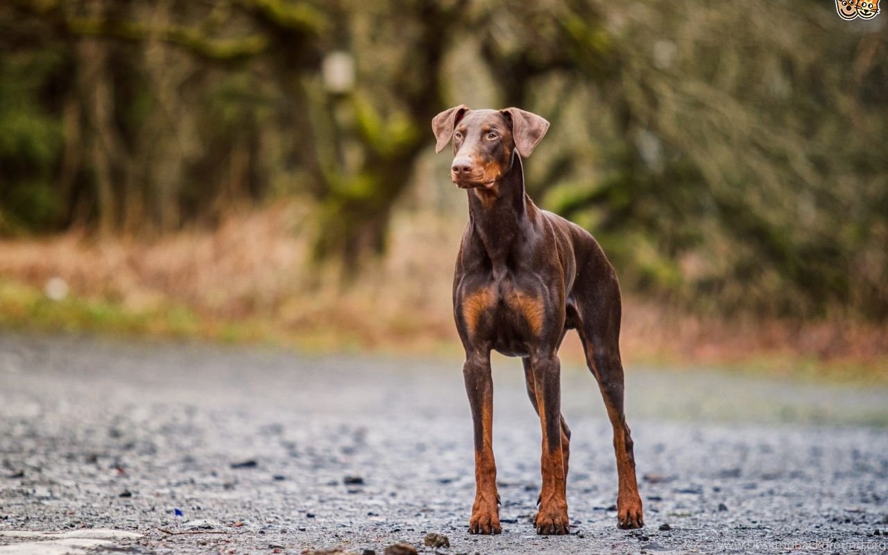 Doberman Pinscher 187 High Resolution Wallpaper Pinscher Training Wallpaper & Background Download