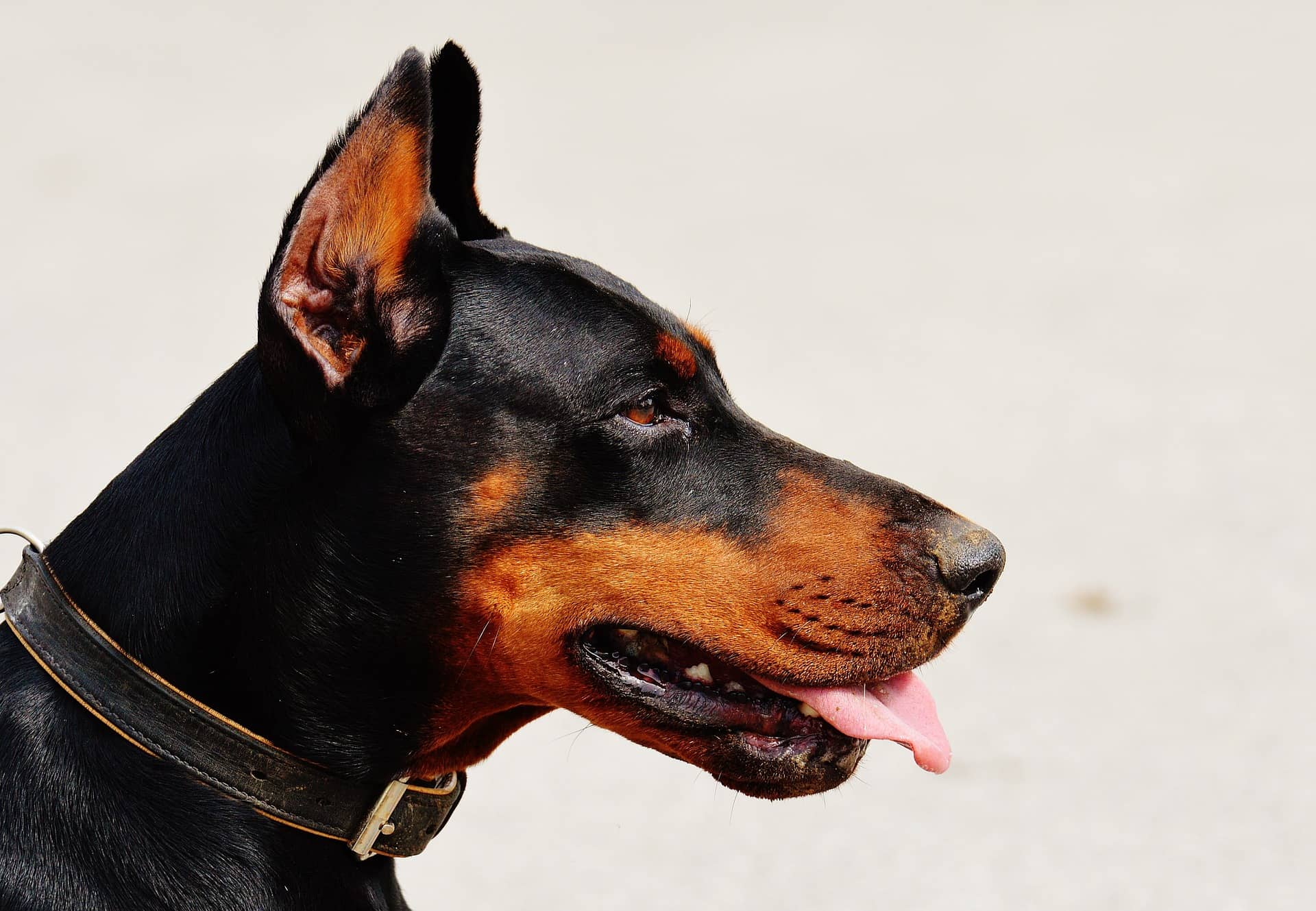Doberman training