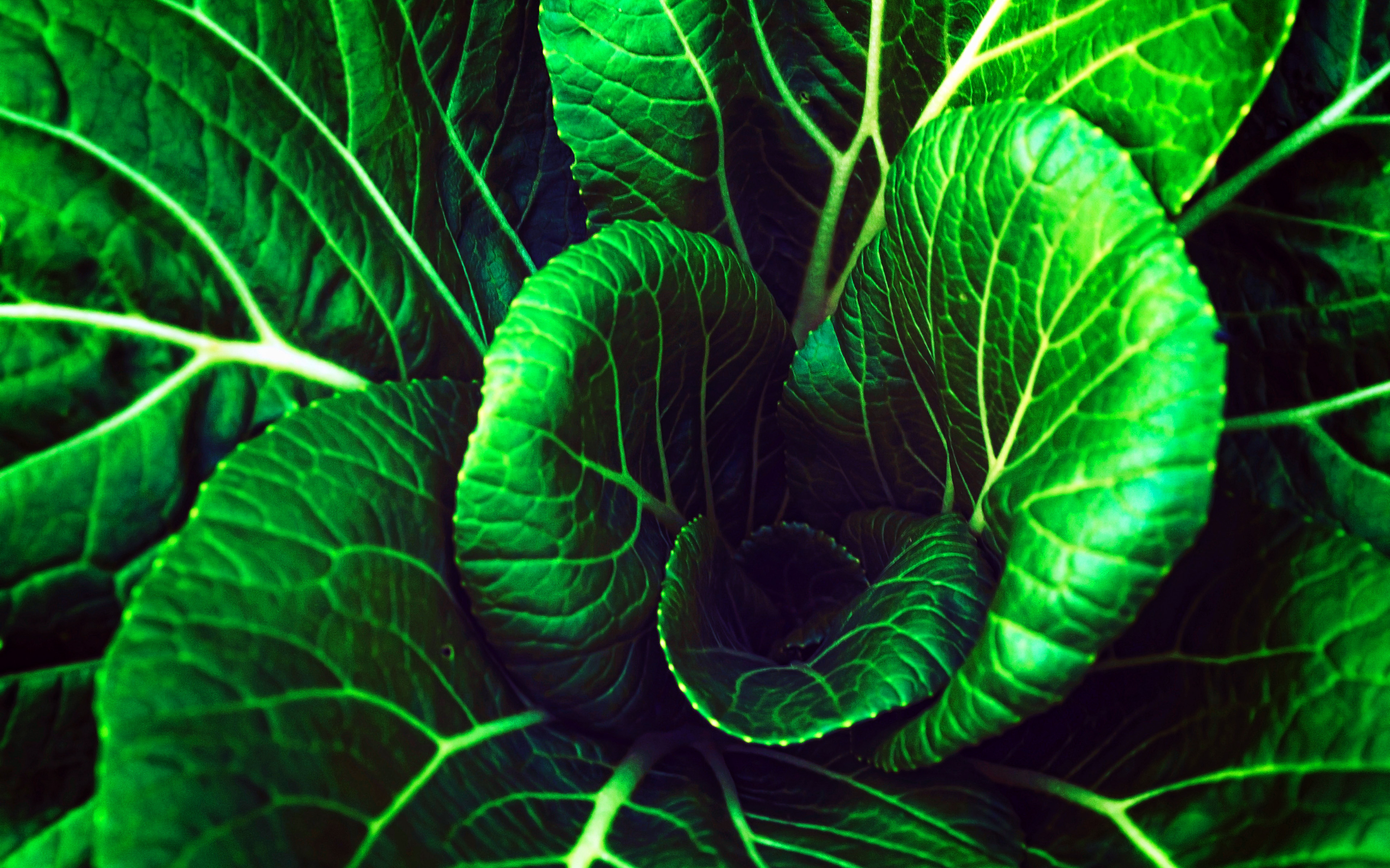Download wallpaper 4k, green cabbage, organic food, macro, vegetables textures, cabbage textures, cabbage leaves, fresh vegetables, cabbage, vegetables for desktop with resolution 3840x2400. High Quality HD picture wallpaper