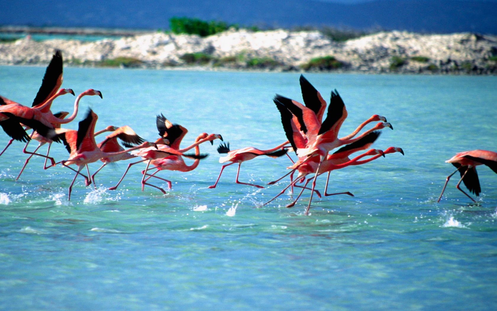 Bonaire Desktop Wallpaper