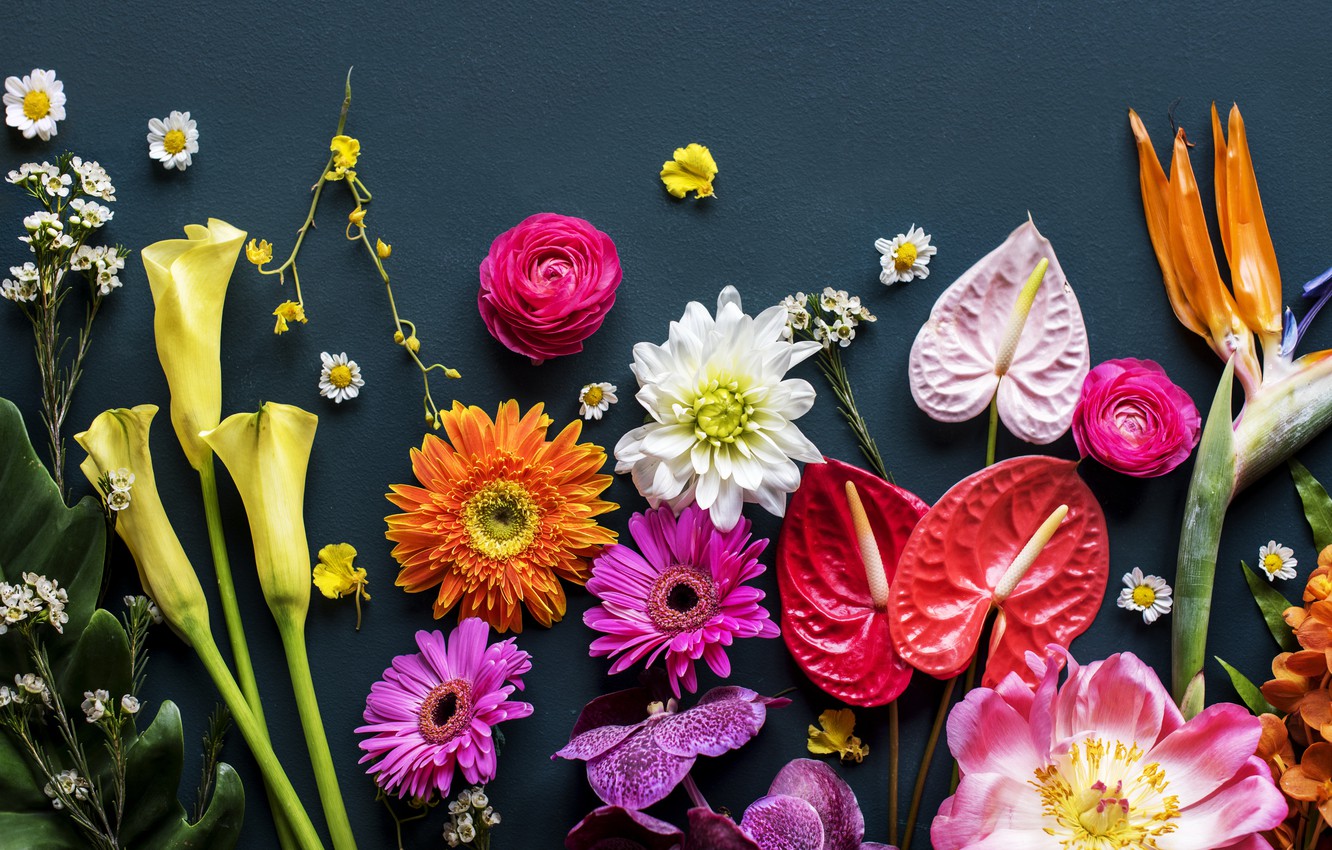Wallpaper flowers, background, colorful, flowers, bright, various image for desktop, section цветы