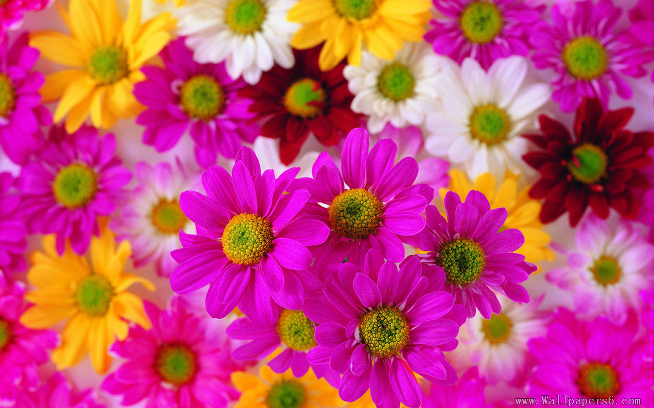 sunflowers with various colors － Flower Wallpaper
