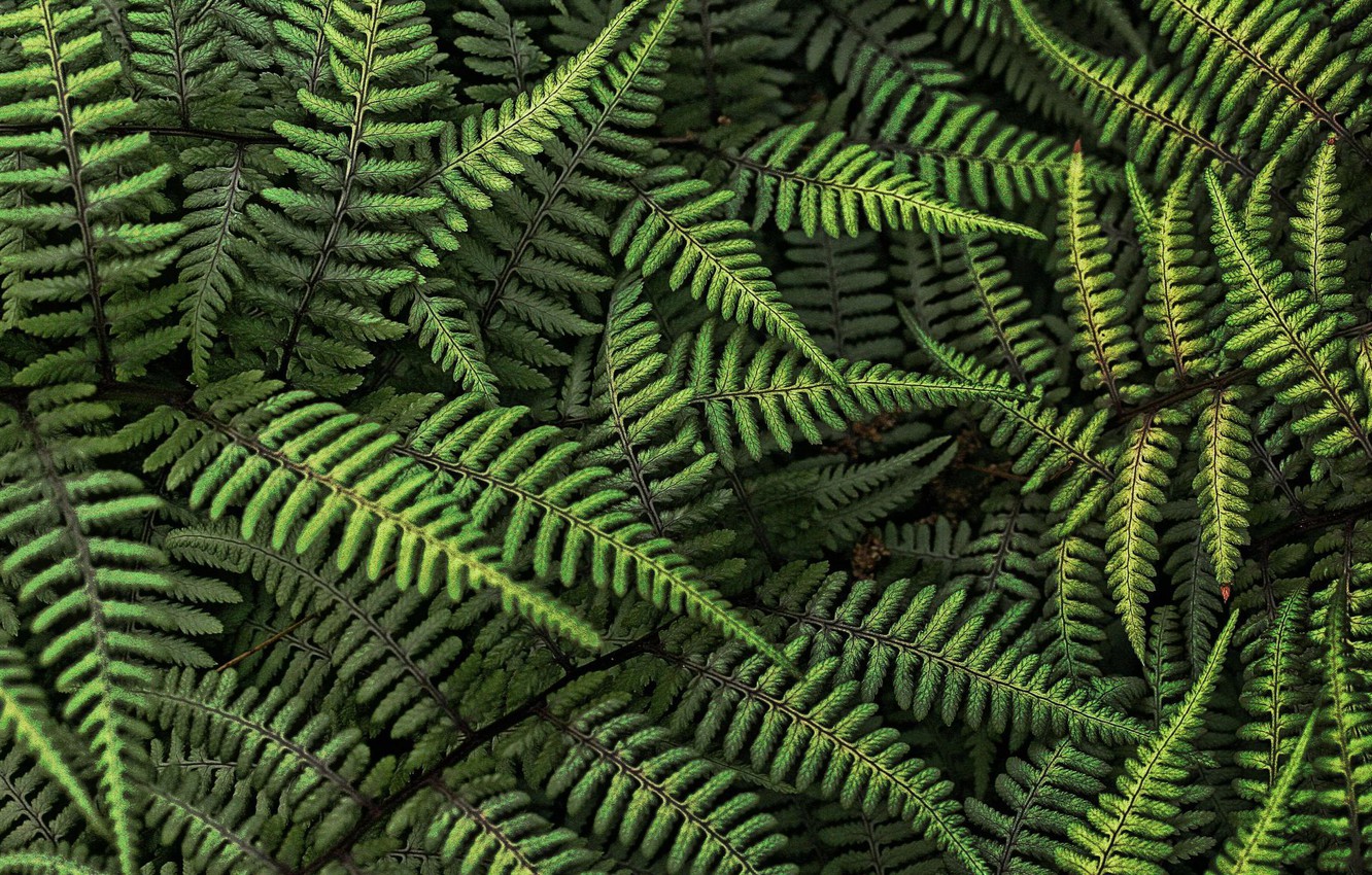 Wallpaper forest, leaves, fern image for desktop, section текстуры