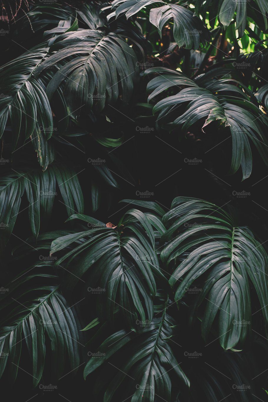 Dark green jungle leaves containing dark green, big tropical leaves, and. Nature photography, Jungle photography, Dark green aesthetic