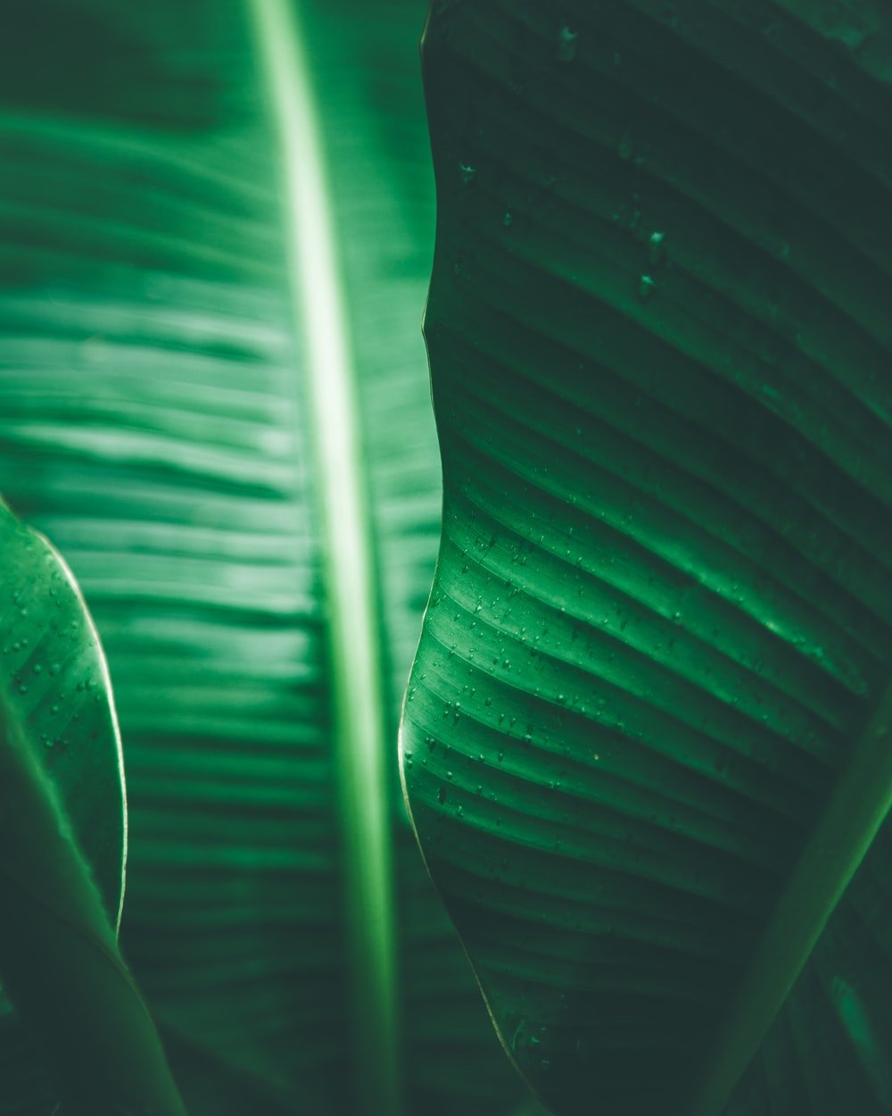 Jungle Leaf Picture. Download Free Image