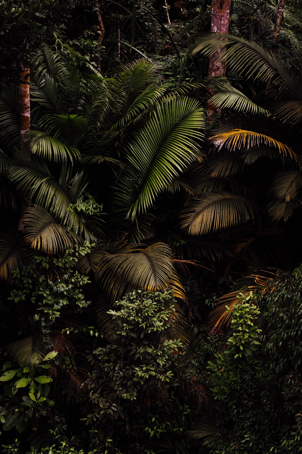 Jungle Leaves Picture. Download Free Image