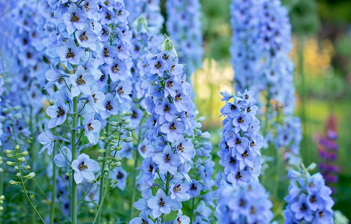 Larkspur Wallpaper