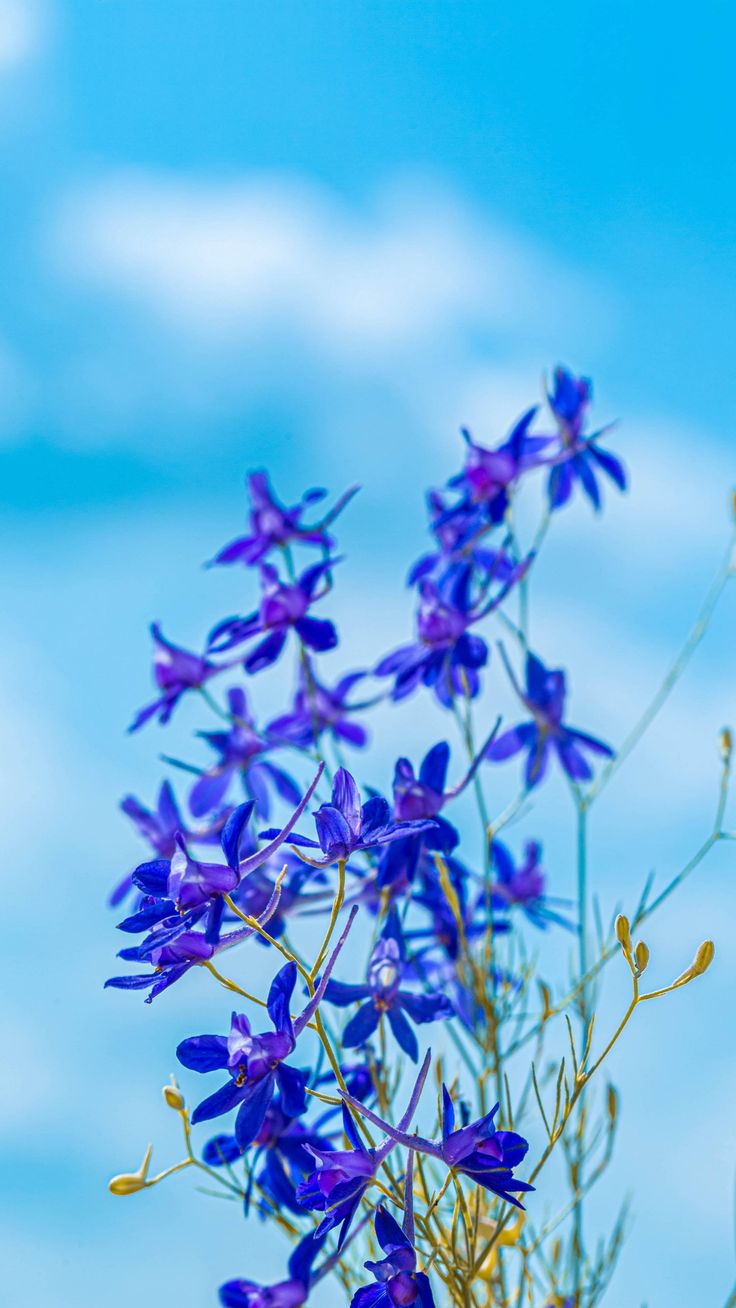 Download iPhone Xs, iPhone Xs Max, iPhone XR HD wallpaper larkspur field, flowers, plant, flowering, wild. Plant wallpaper, Larkspur flower, Larkspur