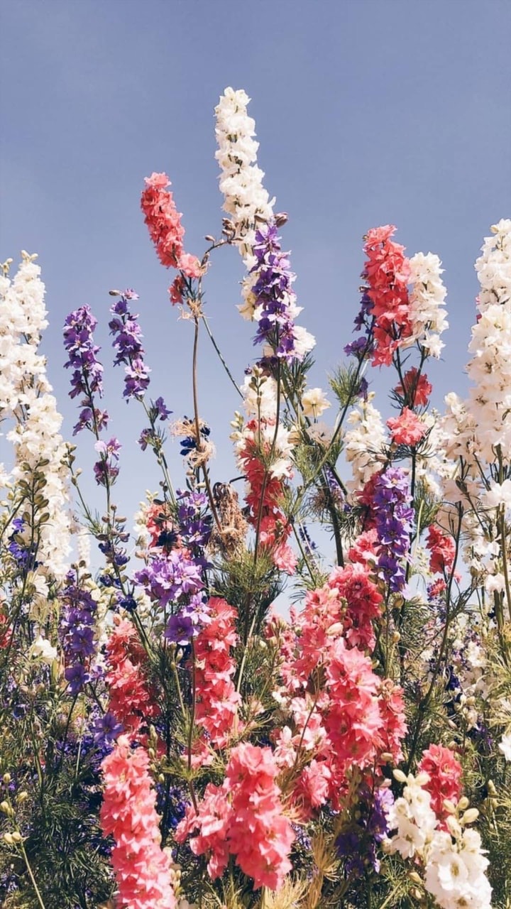 Larkspur Wallpapers - Wallpaper Cave Larkspur Wallpapers - Wallpaper Cave
