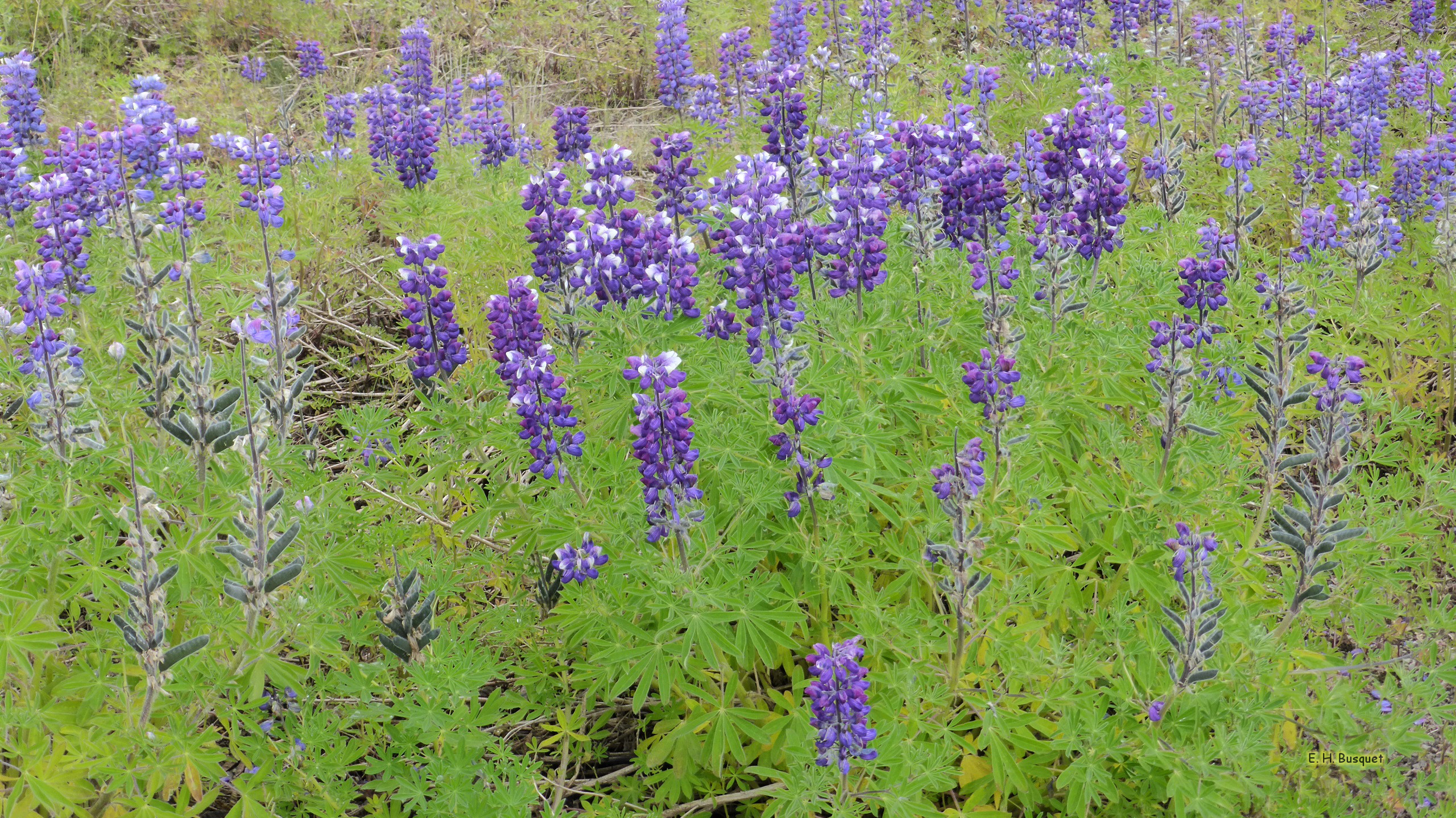 Larkspur Wallpapers - Wallpaper Cave