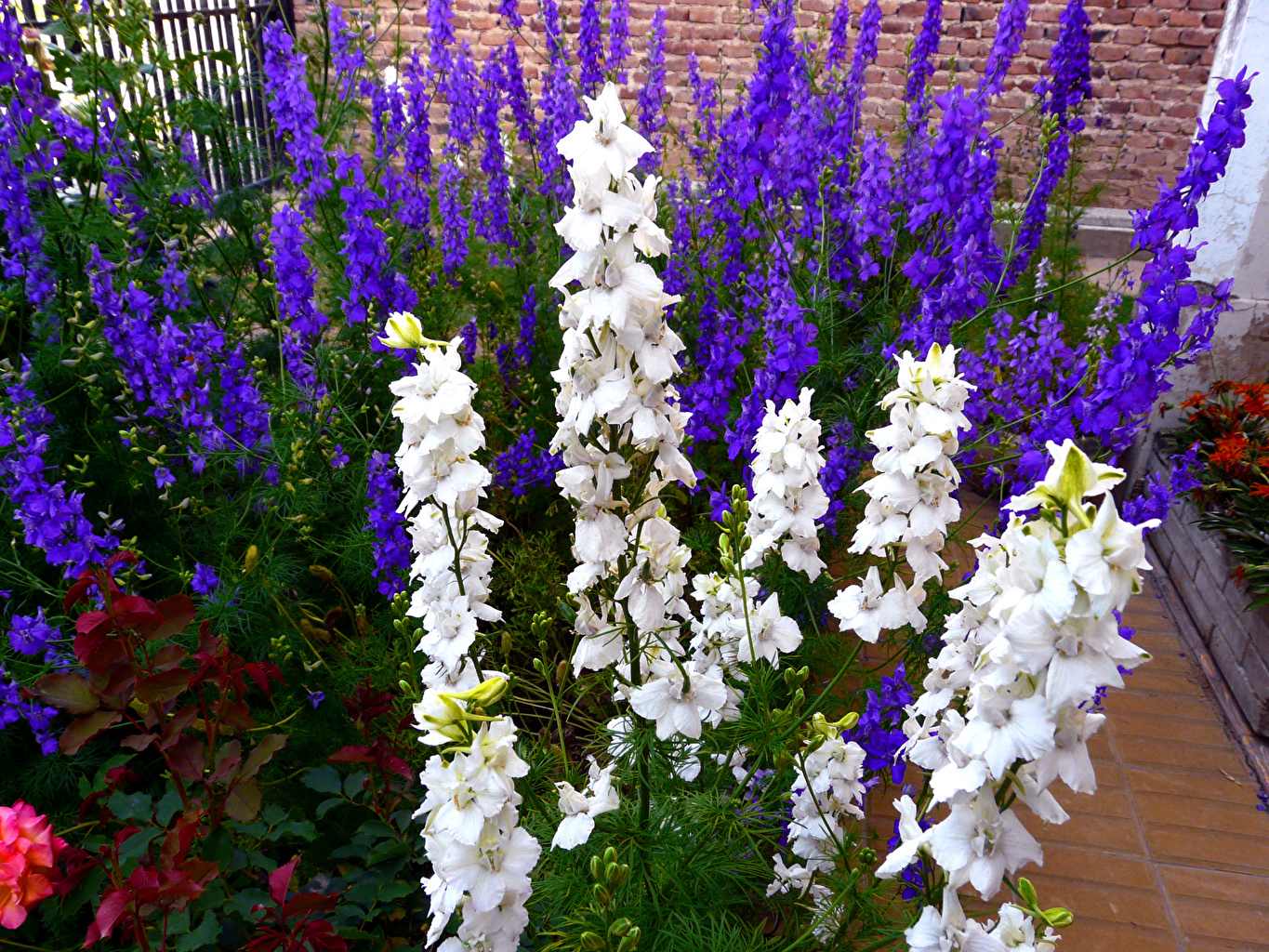 Larkspur Wallpapers - Wallpaper Cave