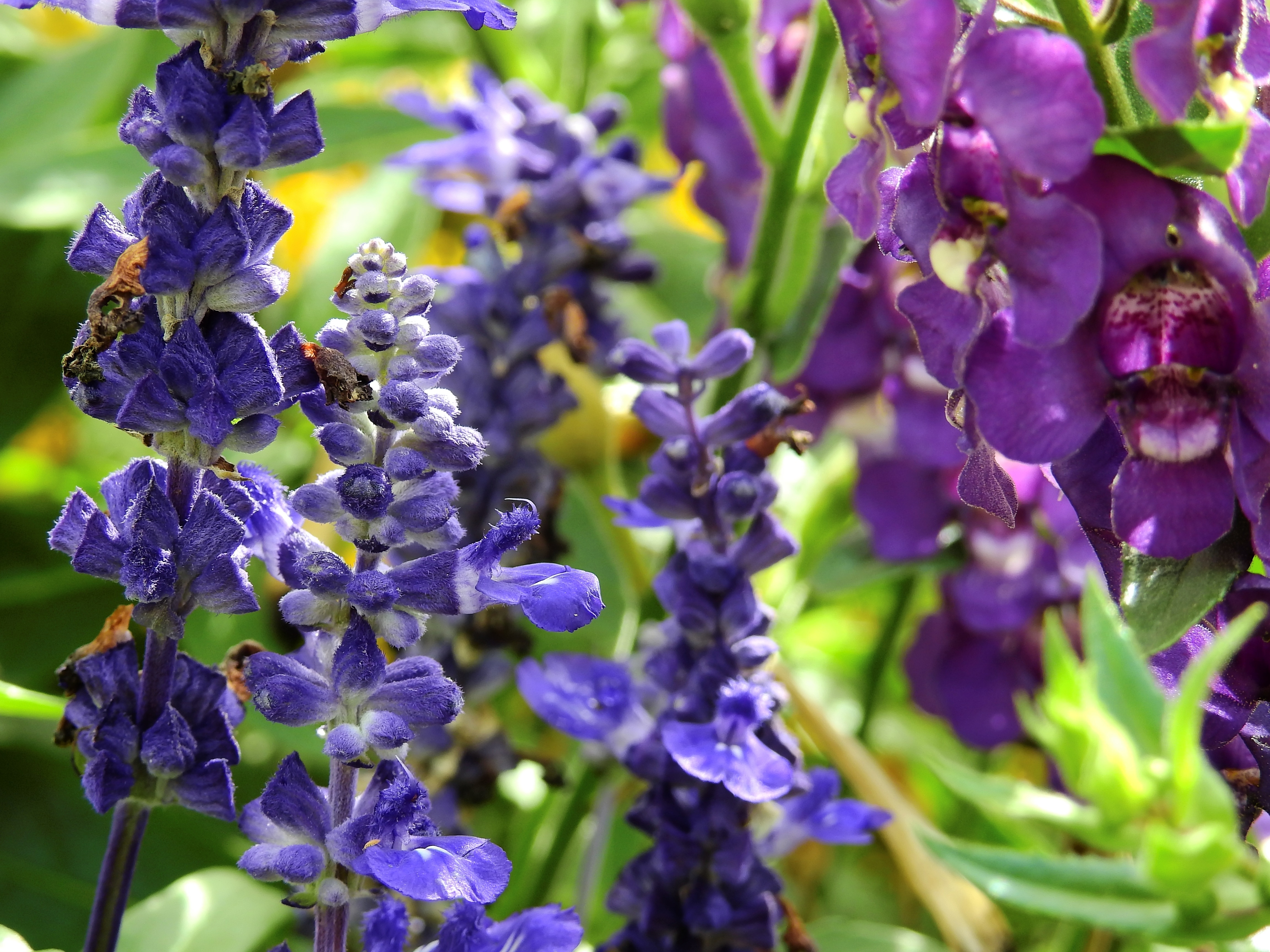Blue Larkspur And Purple Sweet Pea Flowers Wallpaper & Background Download