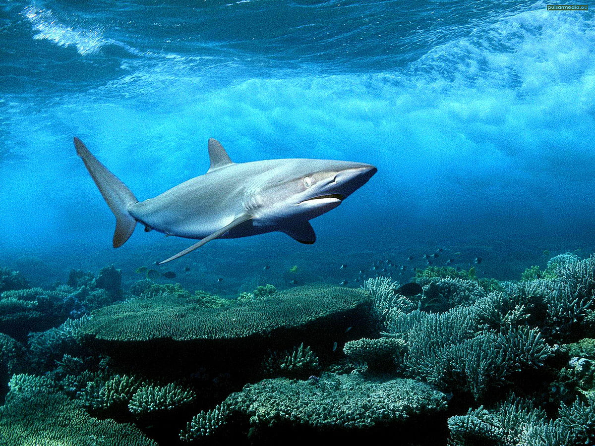 Ocean life wallpaper HD. Download Free background