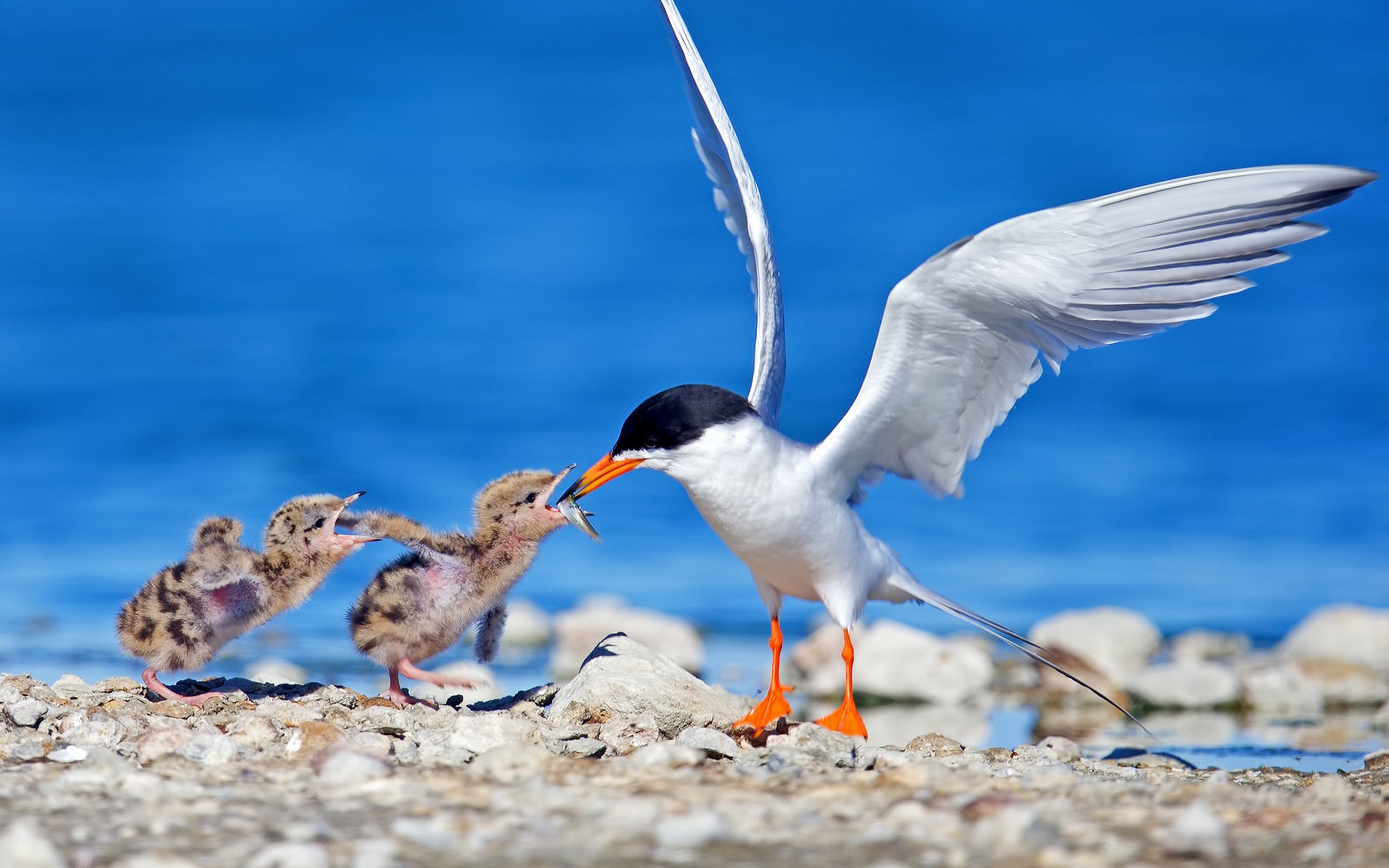 Sea Bird Wallpapers - Wallpaper Cave