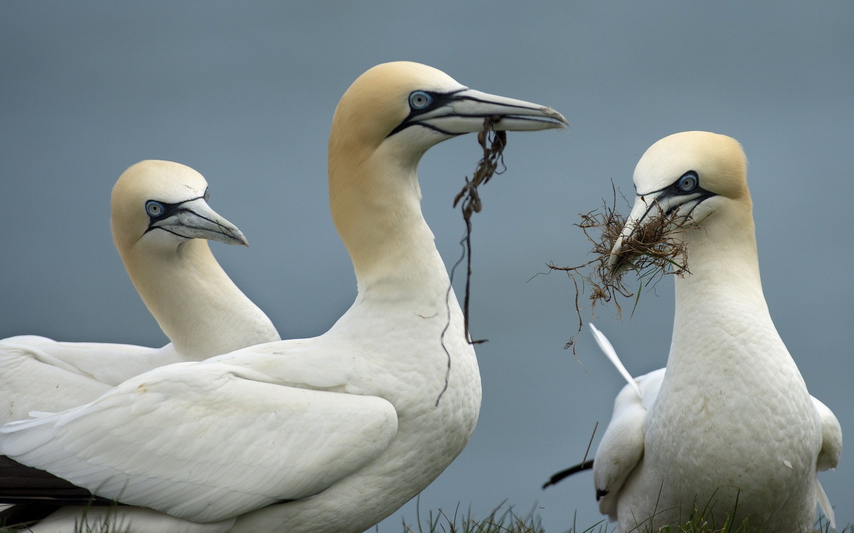 Sea Bird Wallpapers Wallpaper Cave