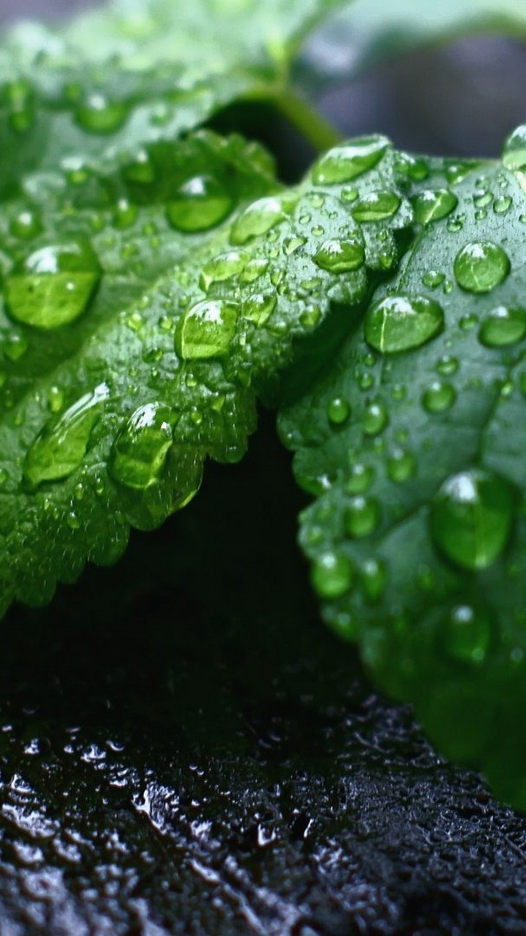 Leaf Android HD Wallpapers - Wallpaper Cave