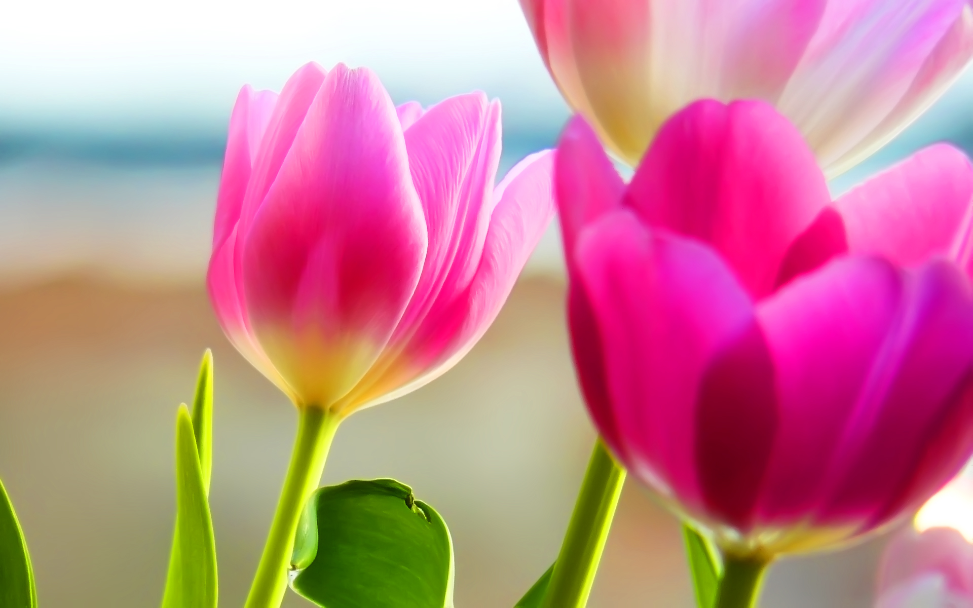Spring Tulips Wallpaper Desktops