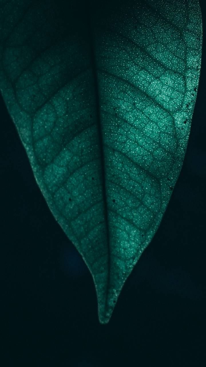 Green Leaf wallpaper by P3TR1T background, Leaves wallpaper iphone, Android wallpaper