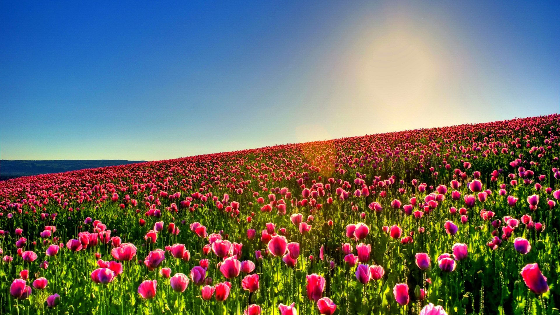 Tulip Field Desktop Background 2560x1600, Wallpaper13.com