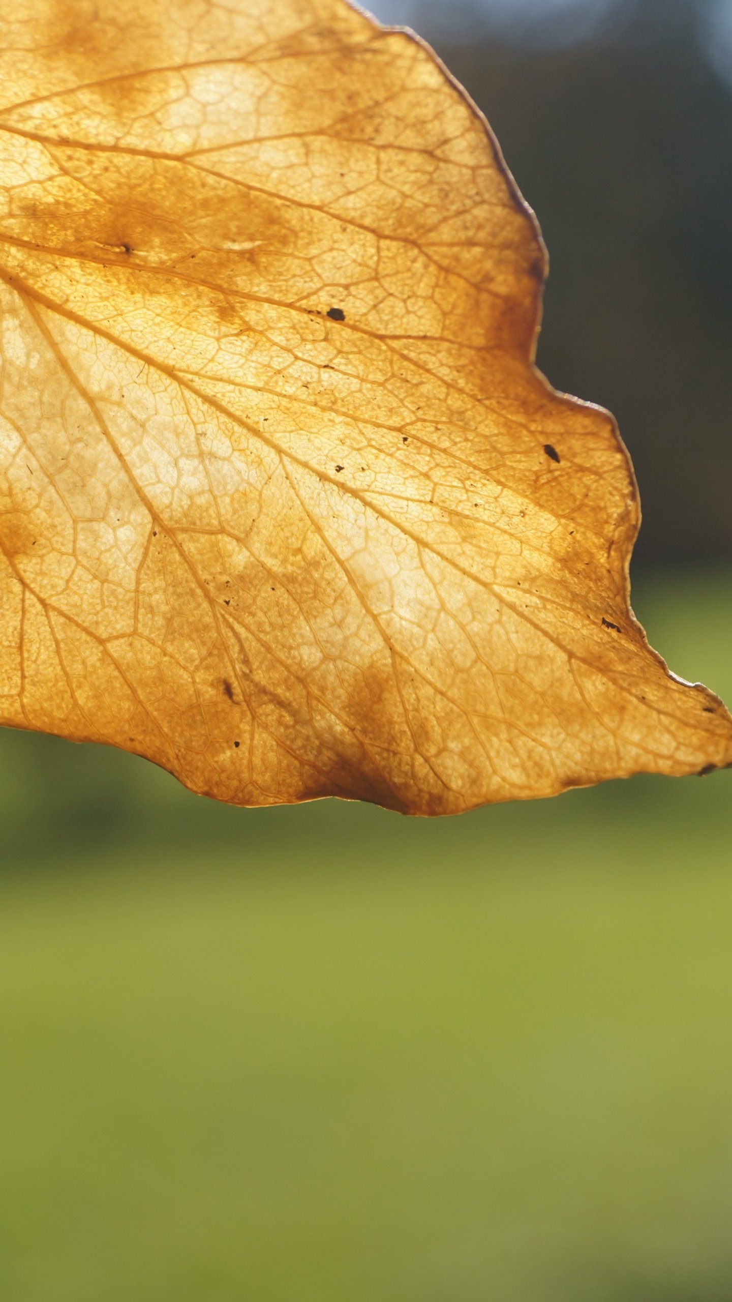 Leaf Android HD Wallpapers - Wallpaper Cave