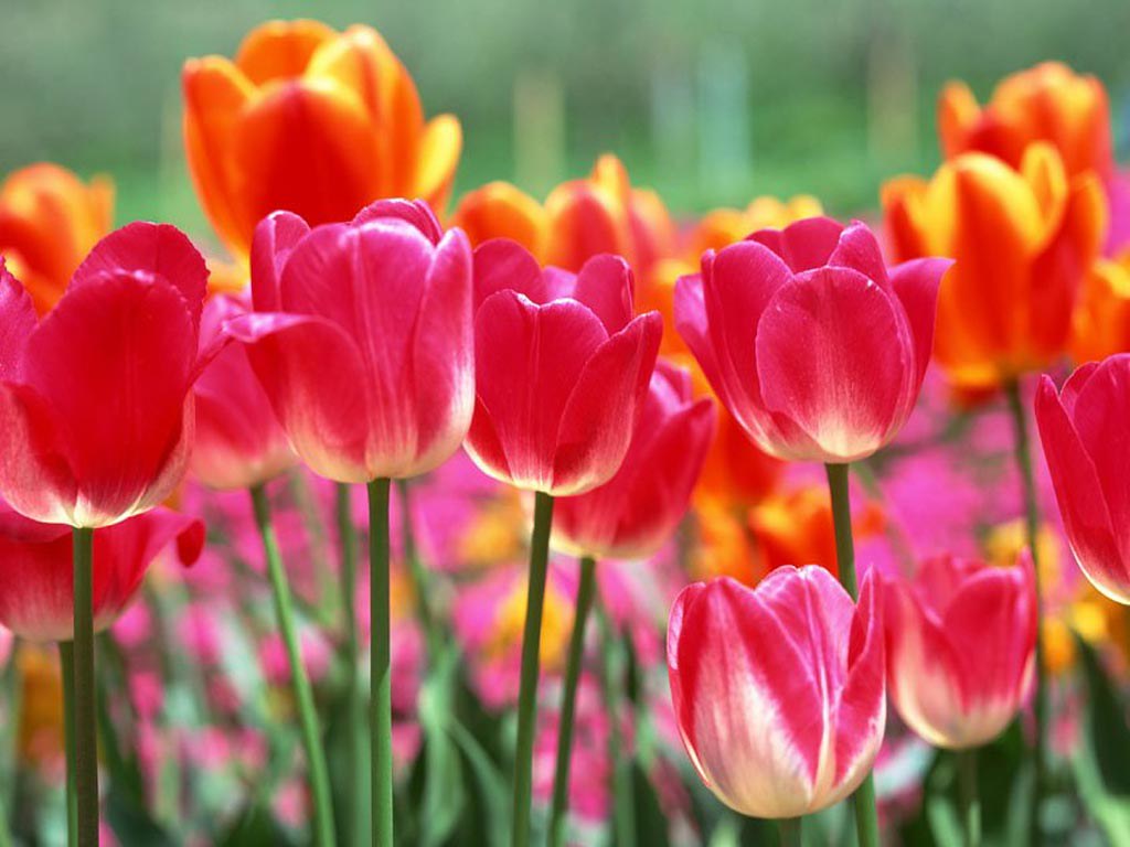 Dutch tulip, tulip picture, tulip desktop wallpaper 25 Natu