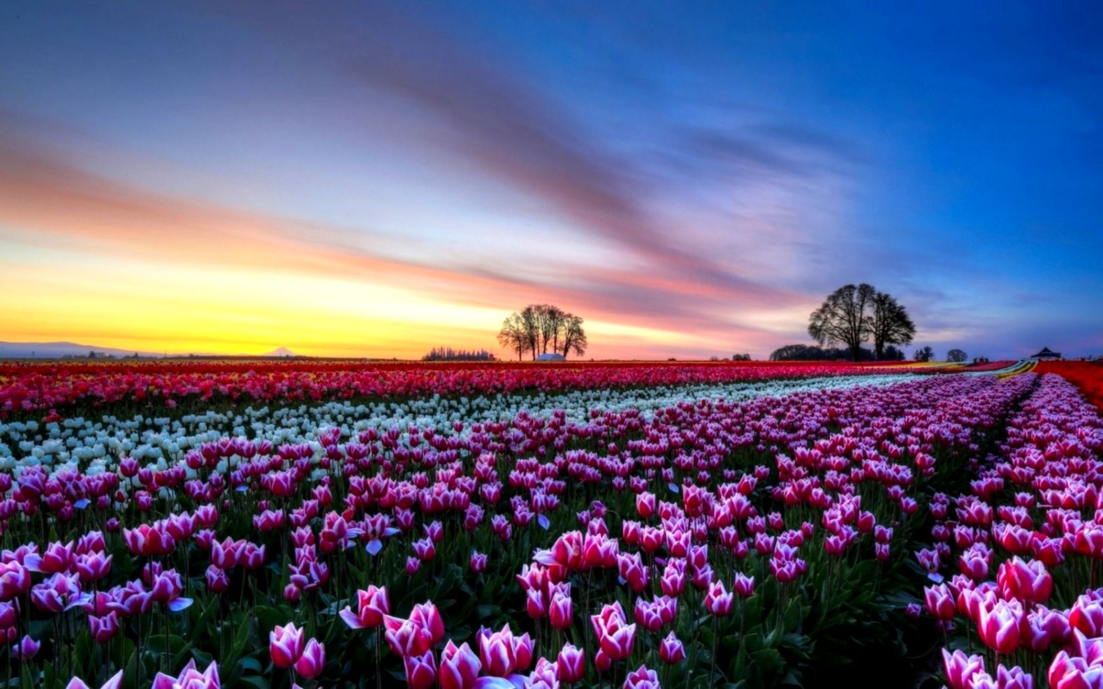 Flowers Tulip Flower Tulips Fields Field Desktop Wallpaper