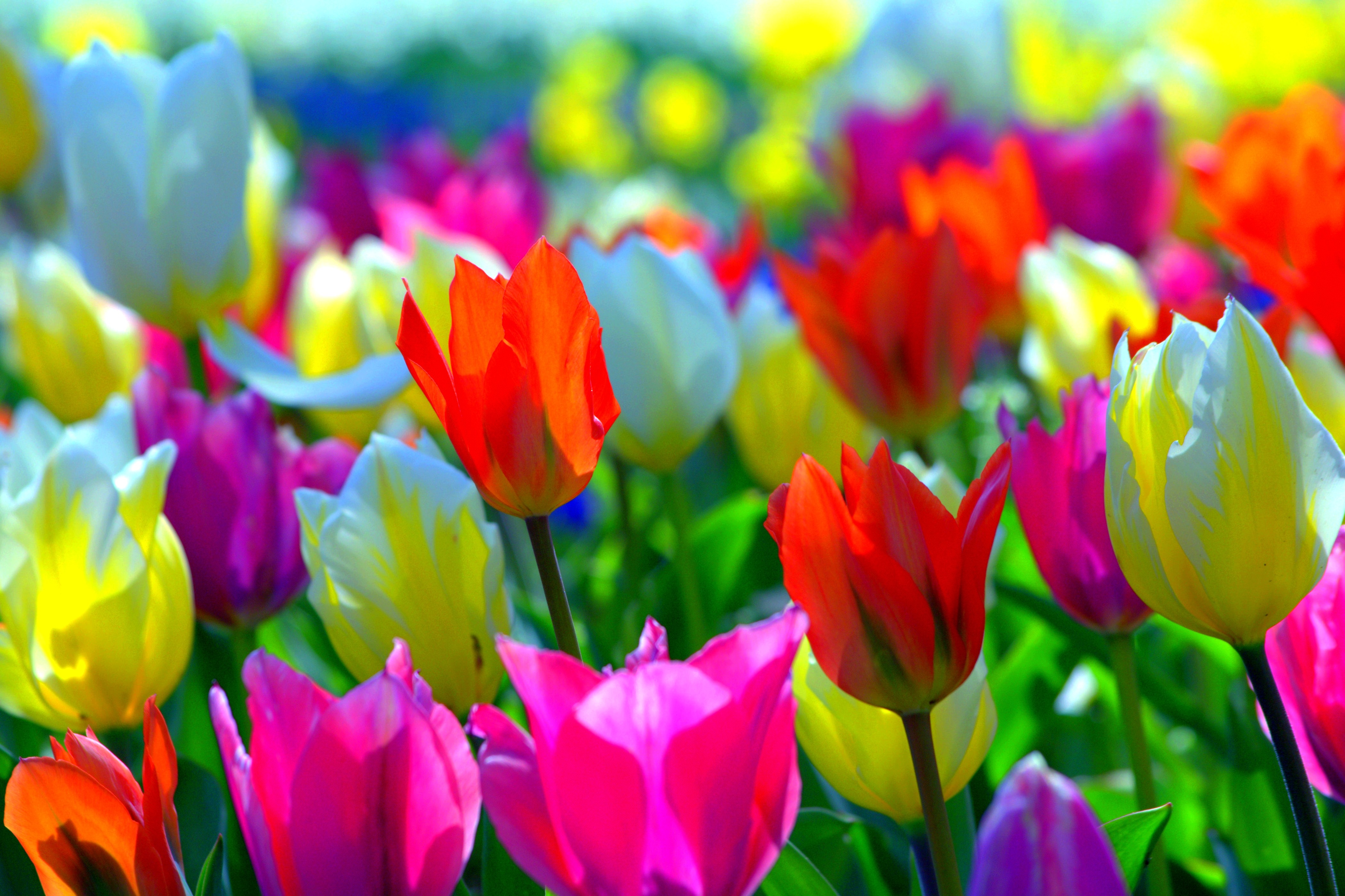 Spring Colorful Wallpaper Tulips Desktop Wallpaper Desktop Wallpaper Tulips Wallpaper & Background Download