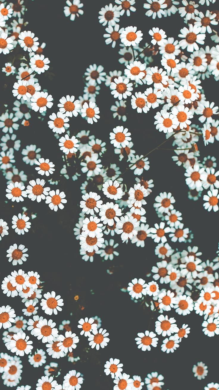 Floral iPhone Xs Wallpaper To Celebrate Spring. Preppy Wallpaper. Retro wallpaper iphone, Daisy wallpaper, Floral iphone