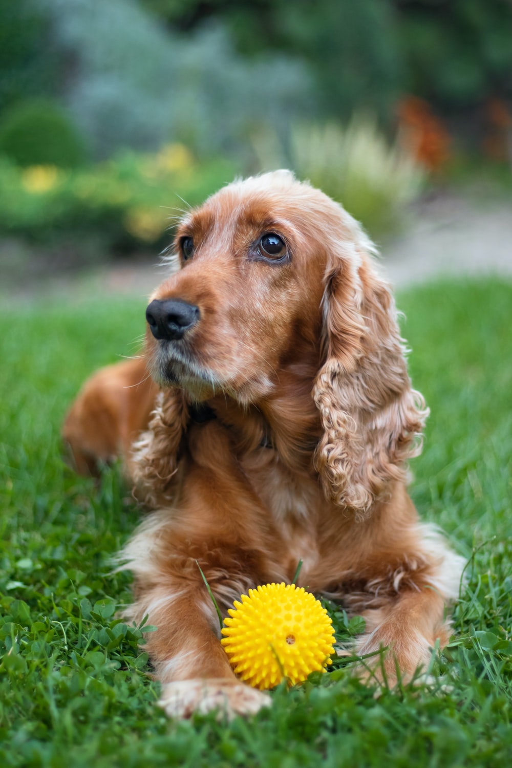 Cocker Spaniel Picture. Download Free Image