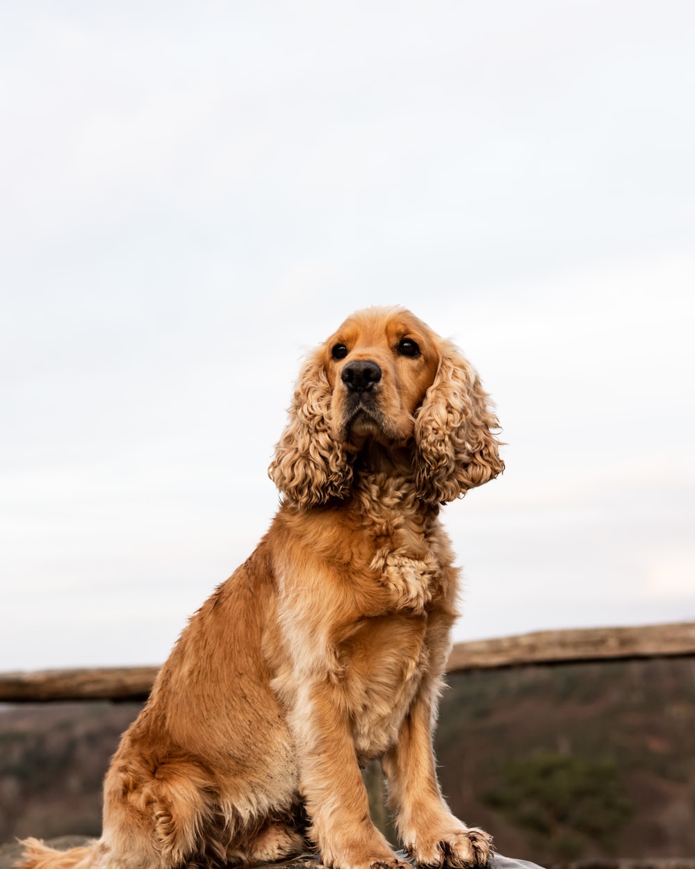Cocker Spaniel Picture. Download Free Image