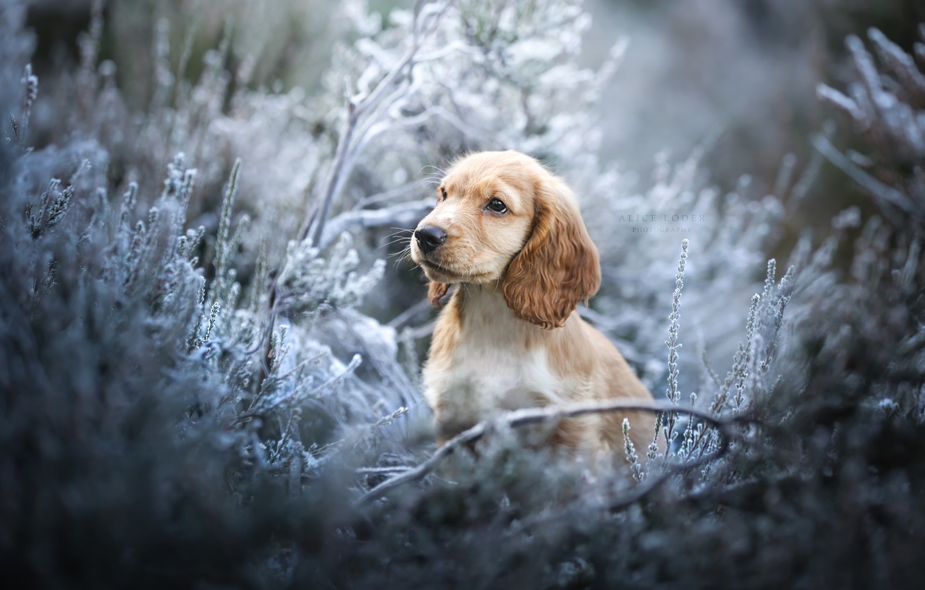 Wallpaper frost, grass, dog, English Cocker Spaniel image for desktop, section собаки