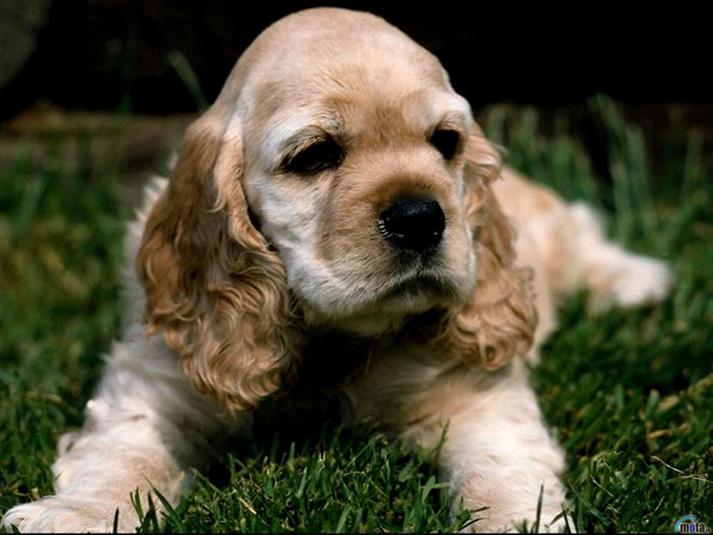 Download Wallpaper dog cocker spaniel, 1024x768, American Cocker Spaniel